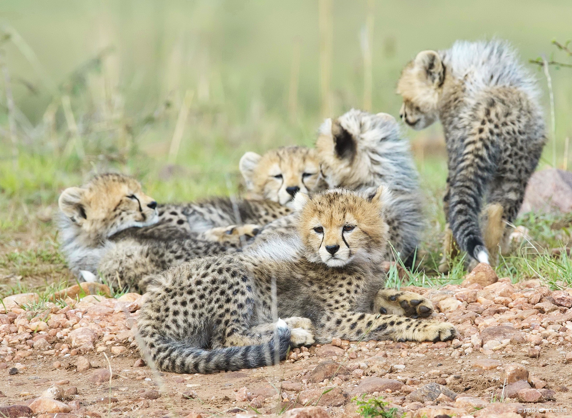 Gheparda and 5 ..... - 3 - the long wait