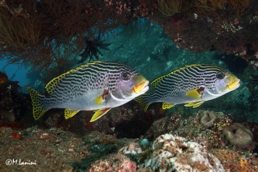 Plectorhinchus lineatus