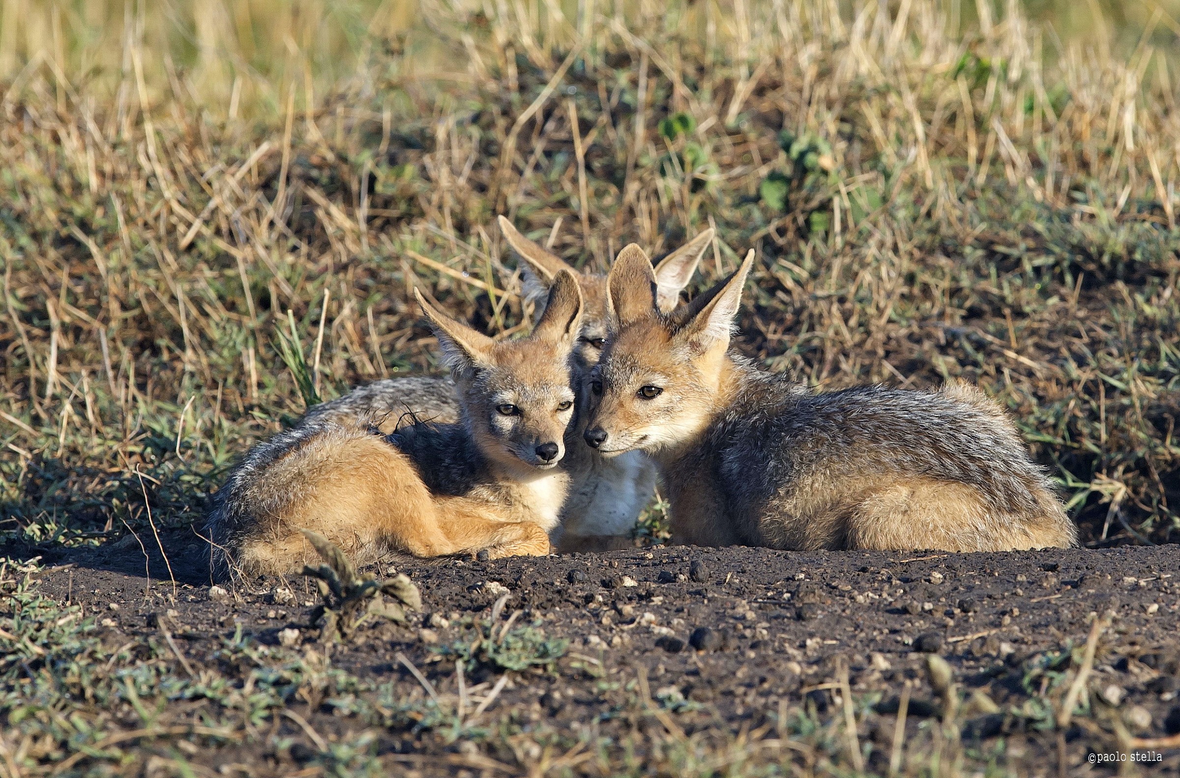 Jackals in the den (Canis aureus)