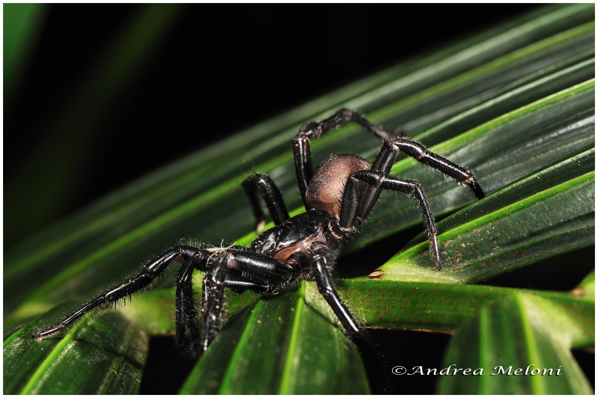 Amblyocarenum nuragicus