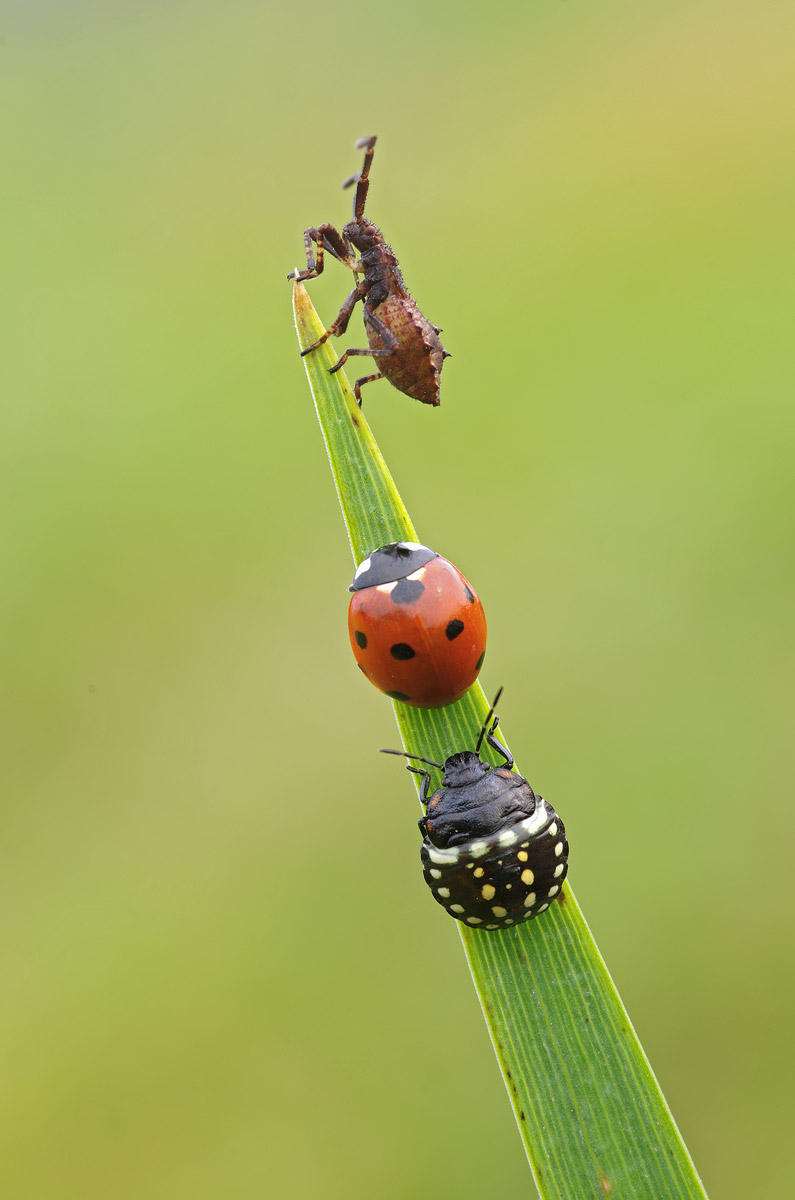 The conquest of the summit