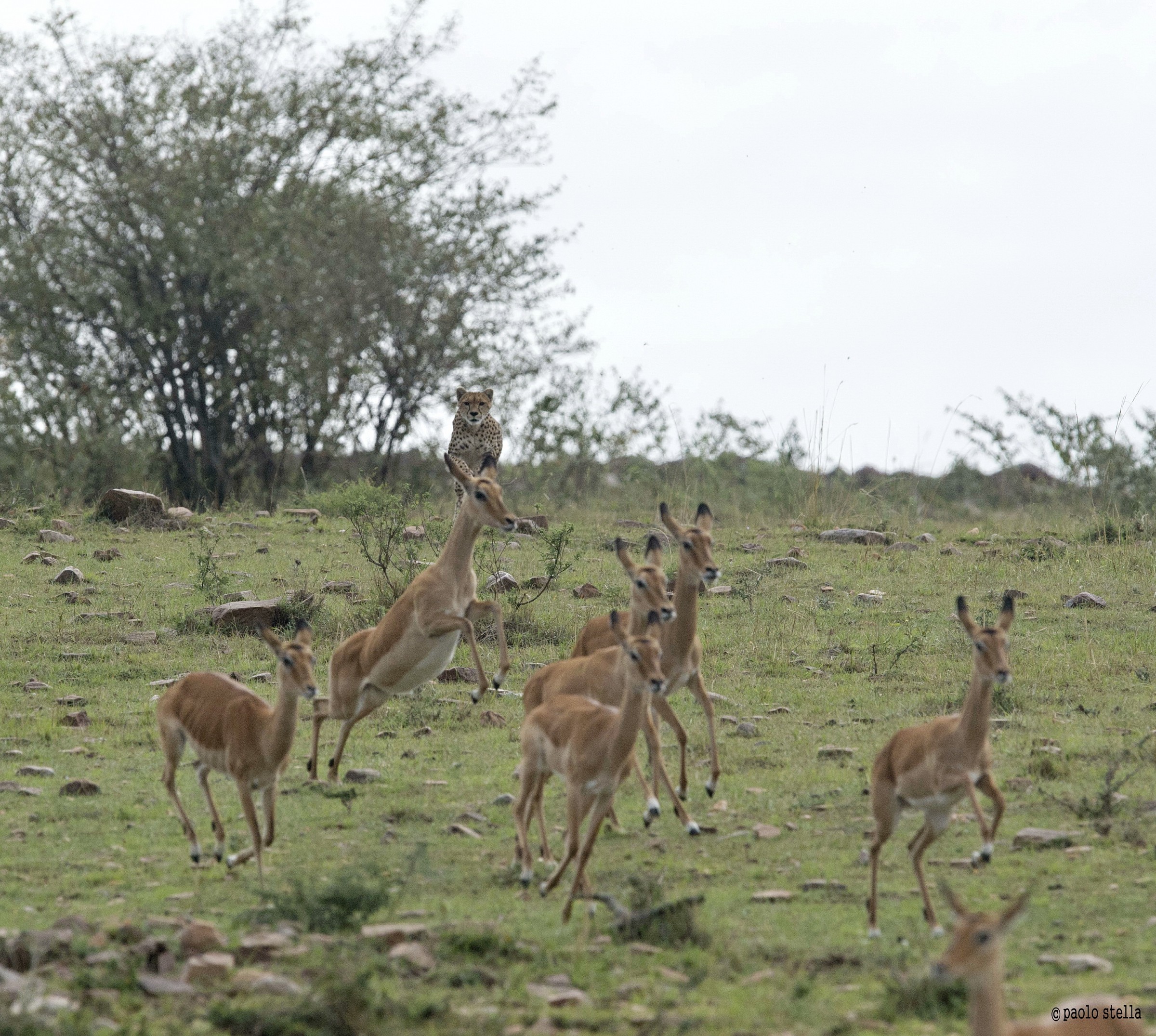 the hunting of the cheetah - 2