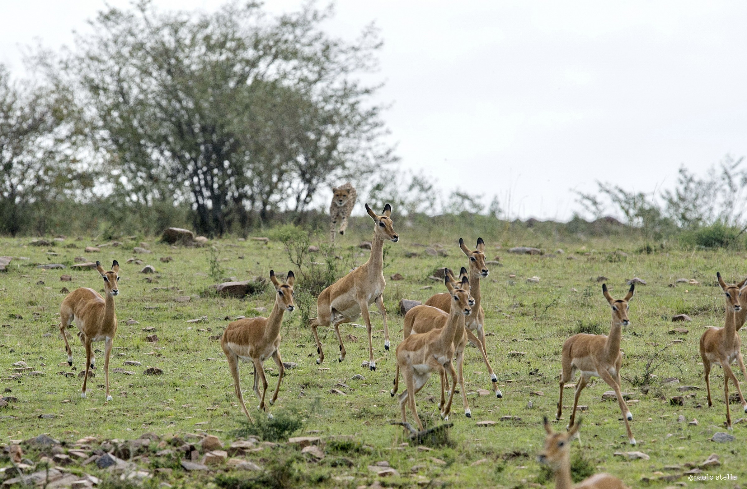 the hunting of the cheetah - 3