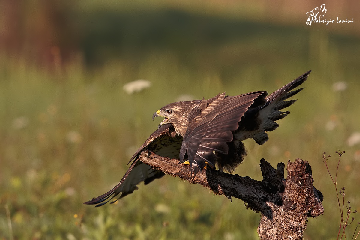 Atteggiamento aggressivo 2