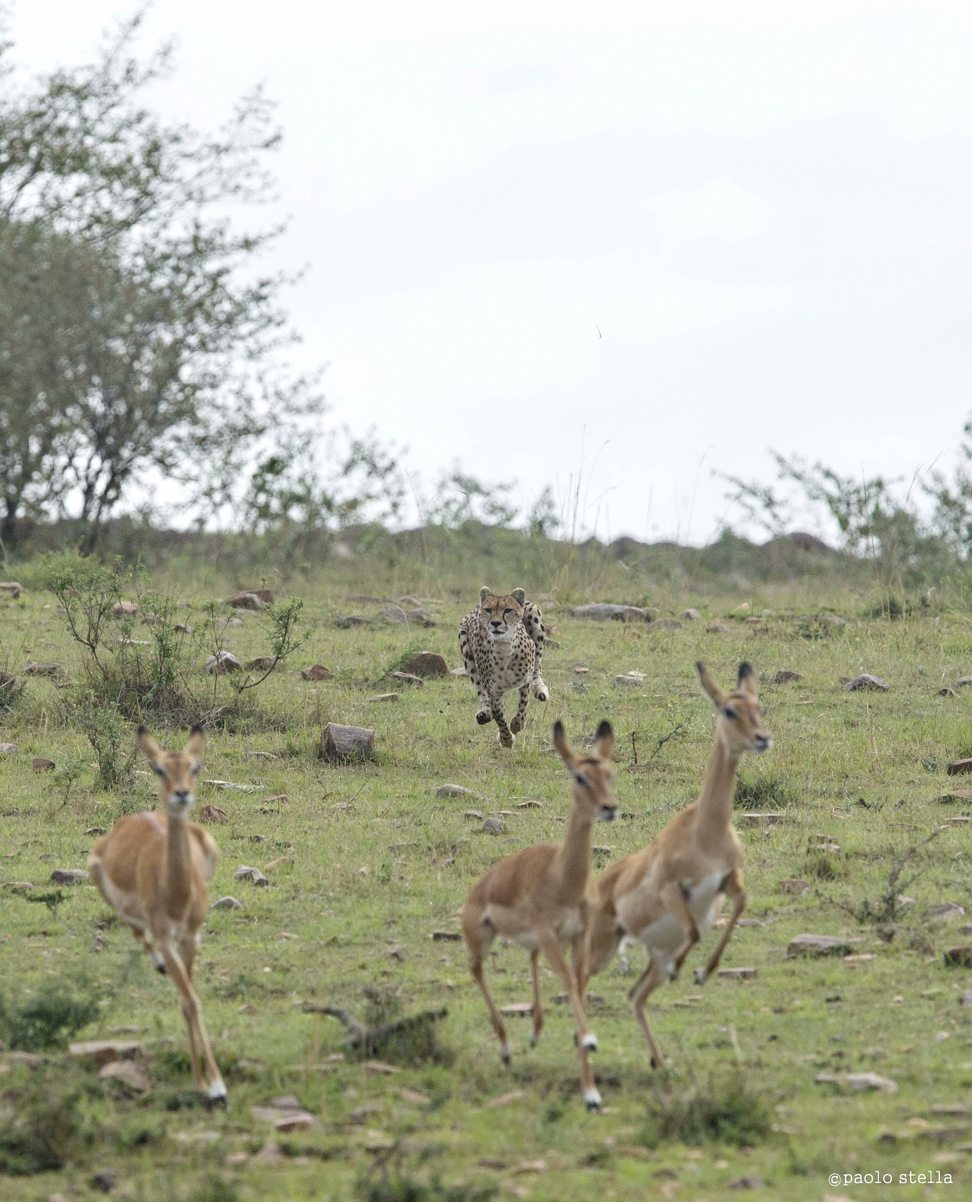 the hunting of the cheetah - 4
