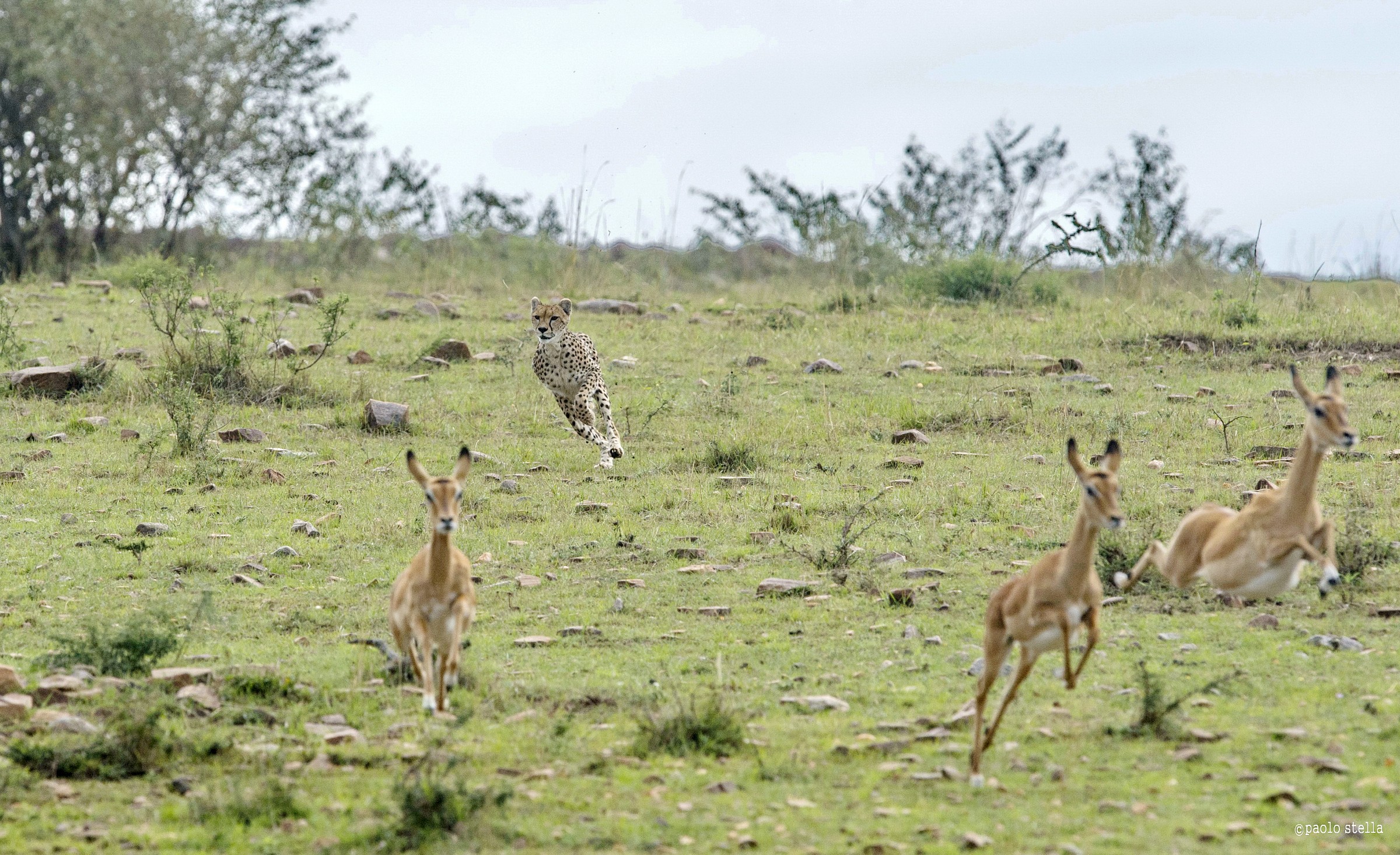 the hunting of the cheetah - 6