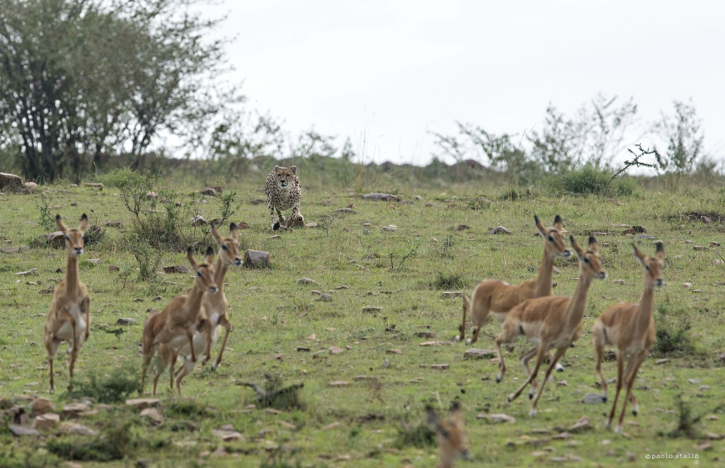 the hunting of the cheetah - 7
