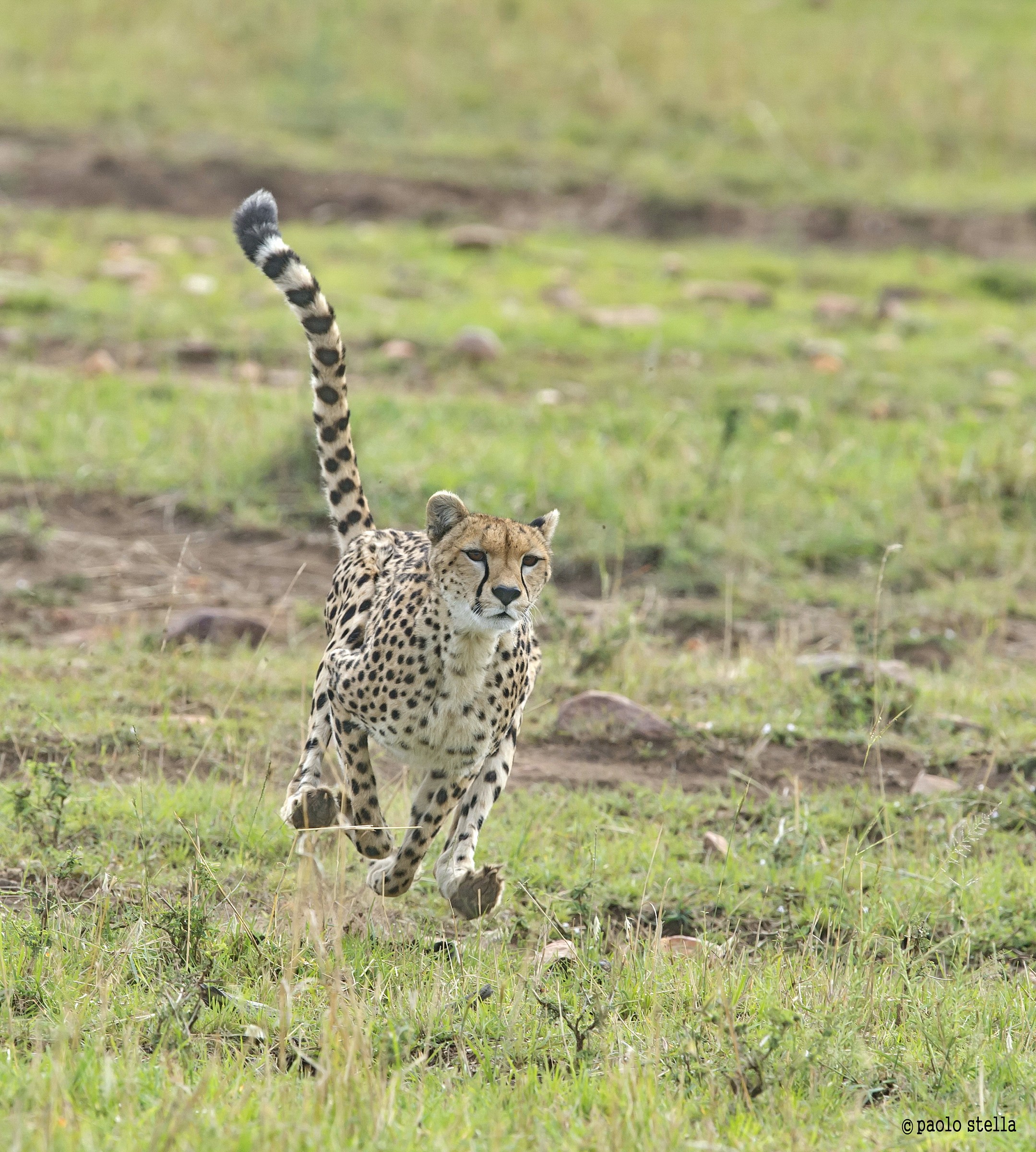 the hunting of the cheetah - 8