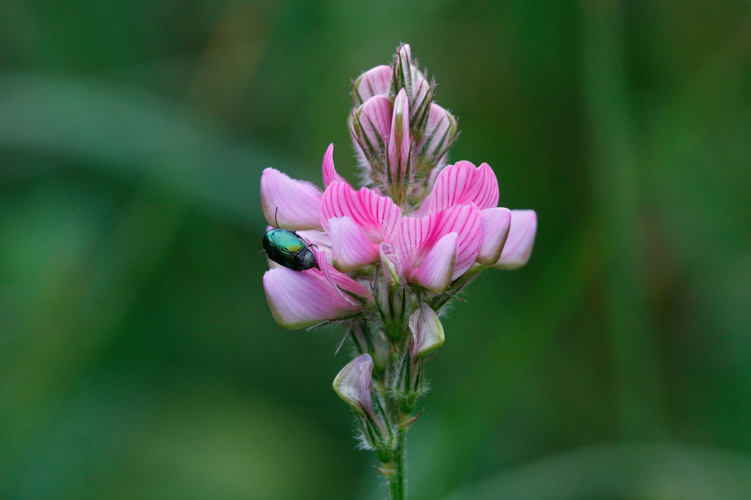 Sainfoin
