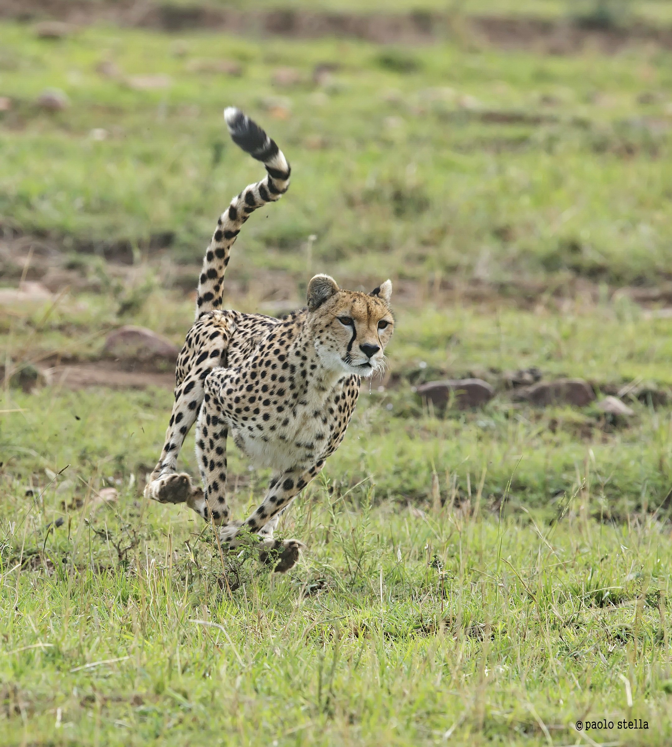 the hunting of the cheetah - 9