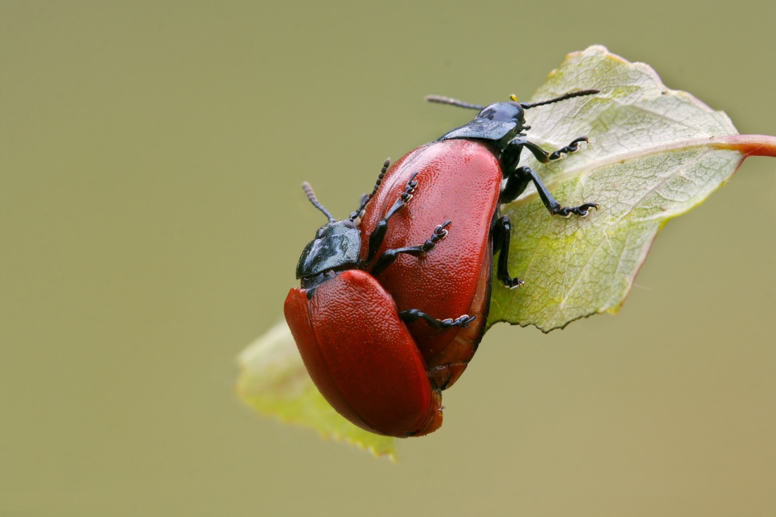 The Poplar beetle coupled