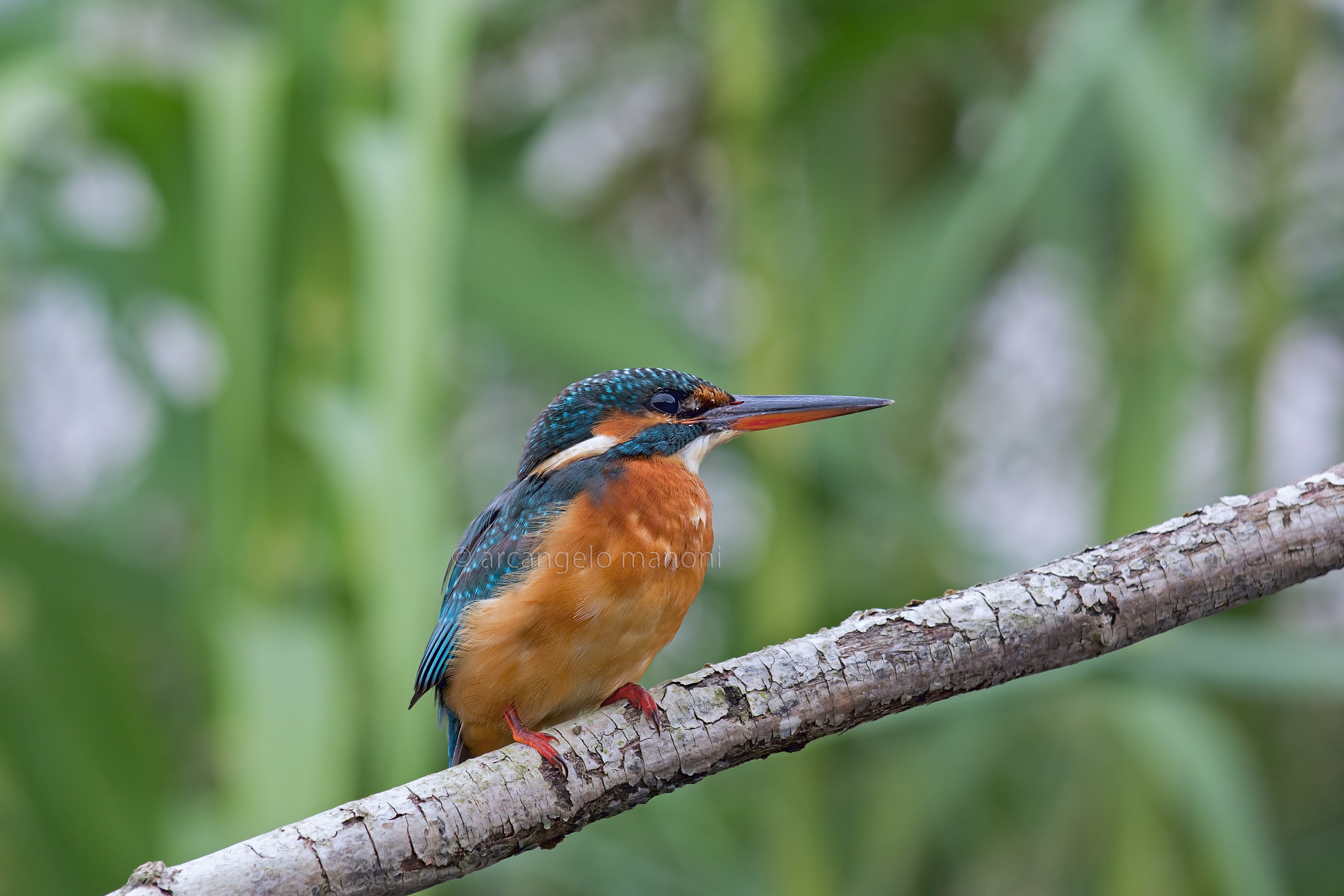 Martina A in the green