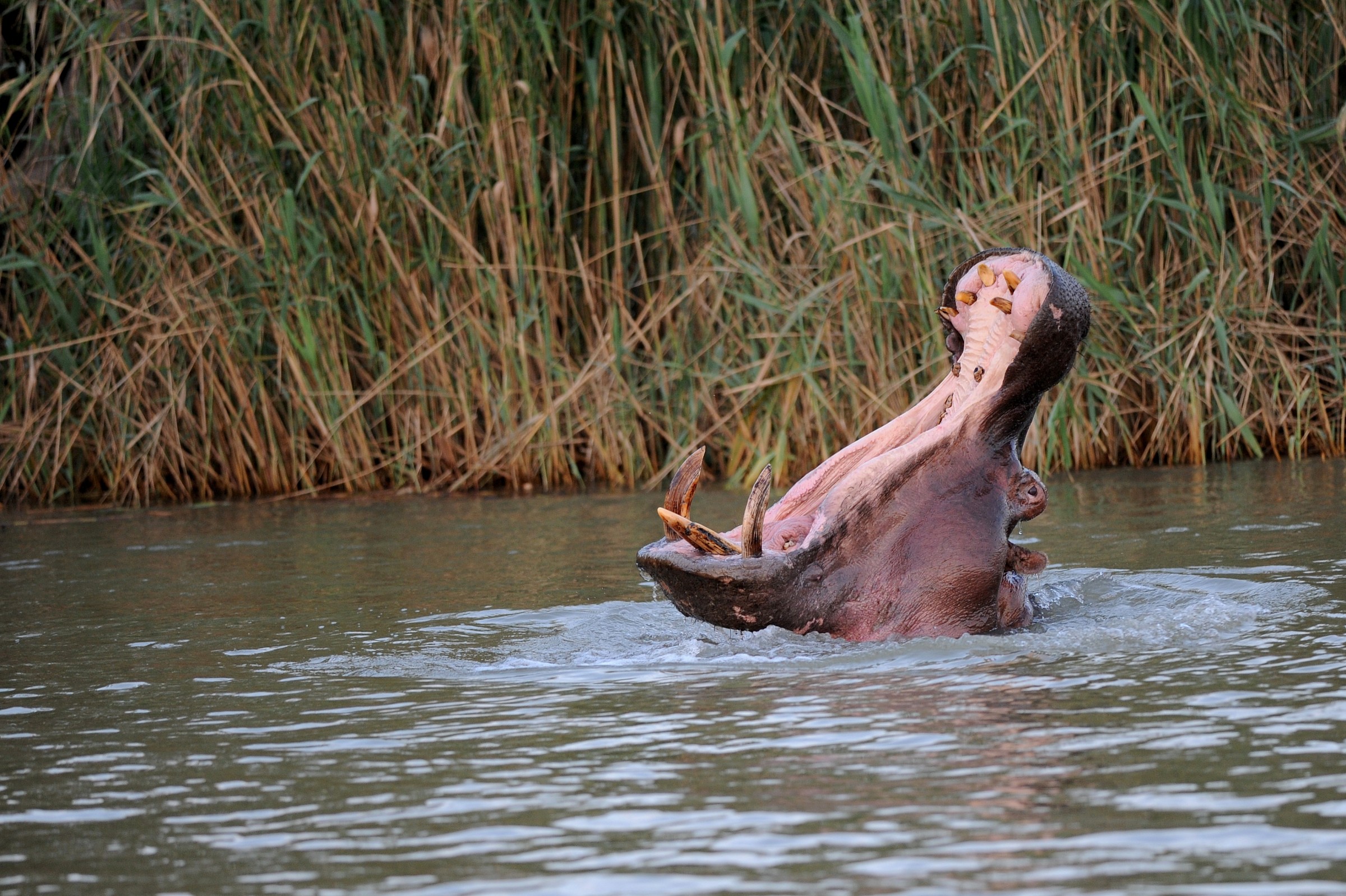 Ippopotamo, Sudafrica