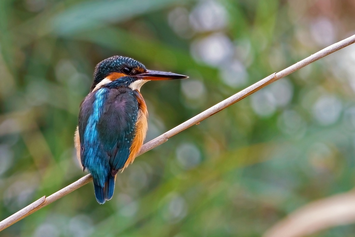 Kingfisher