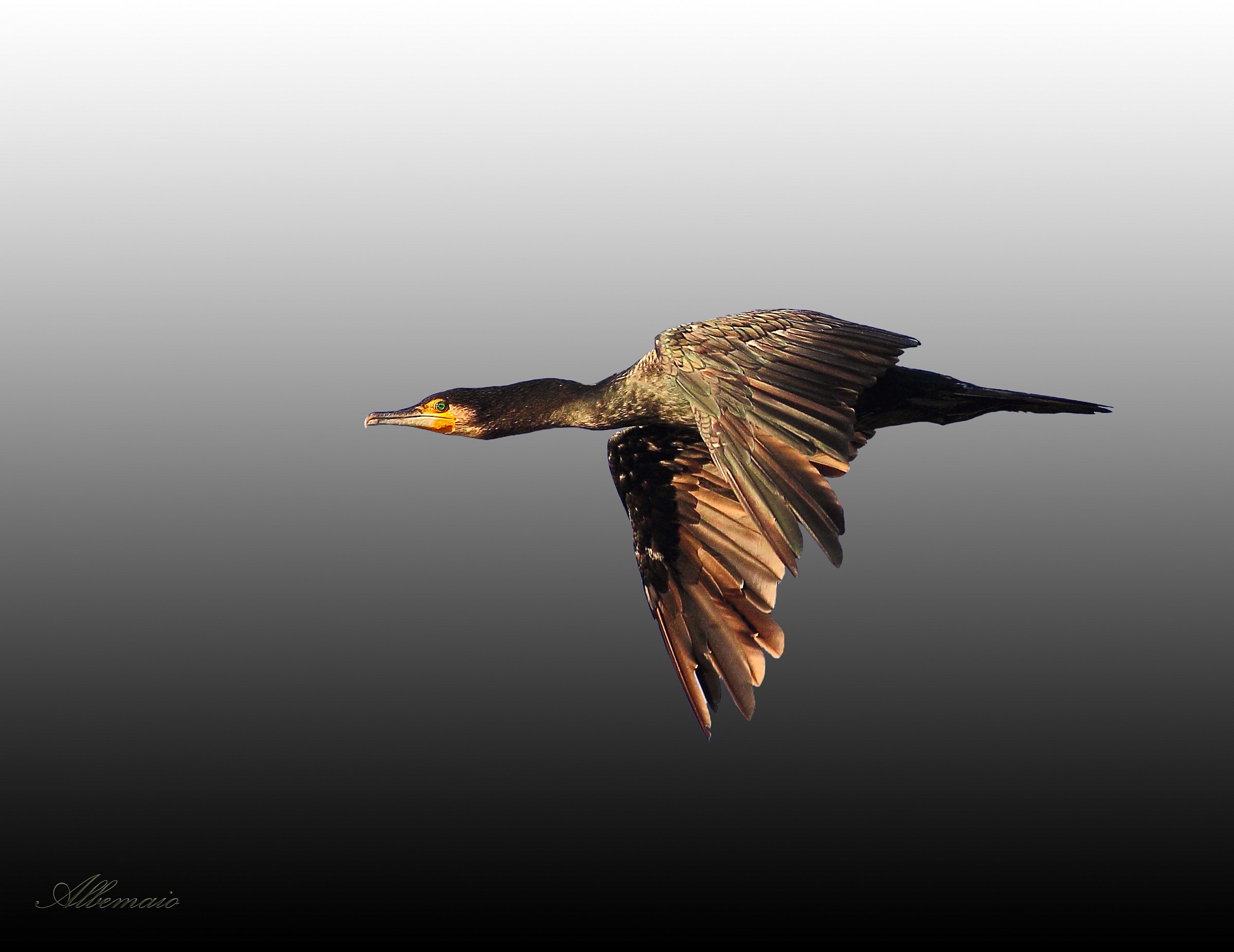 The Flying Cormorant