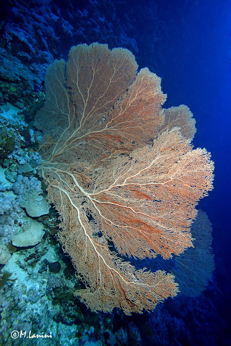 Gorgonia (Subergorgia mollis)