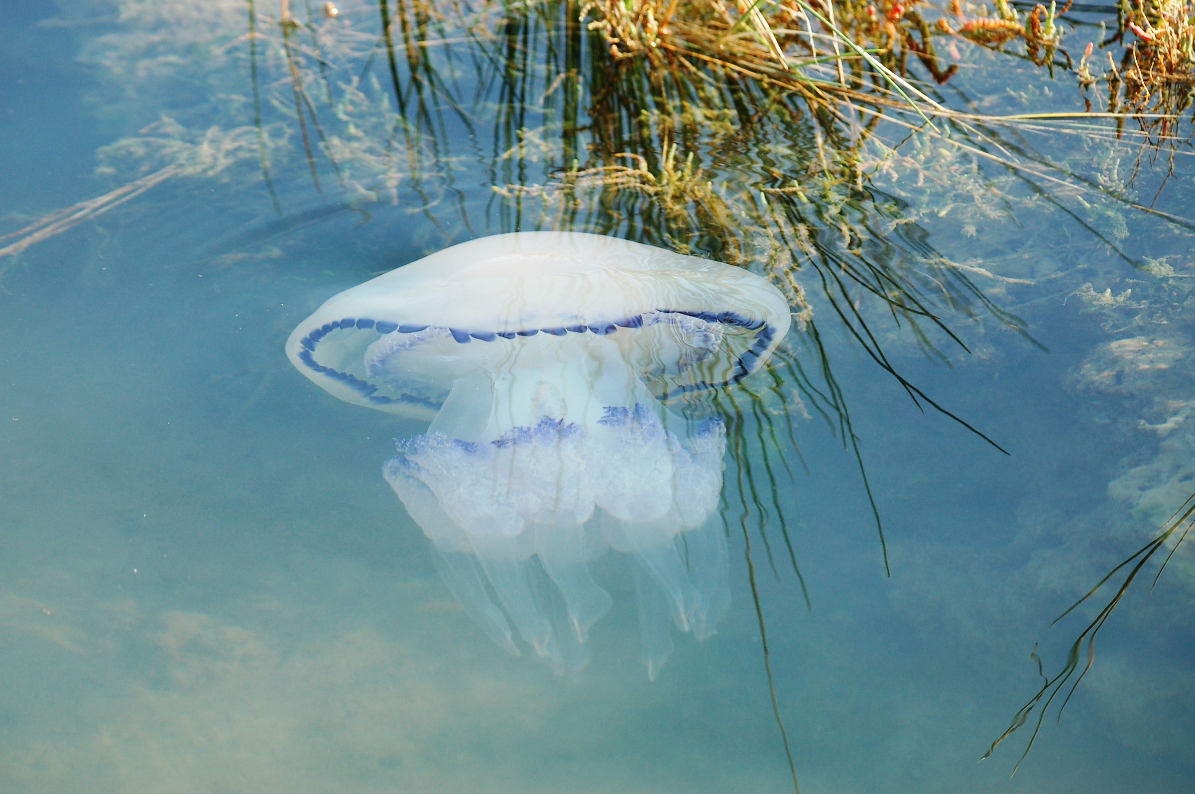 Rhizostoma pulmo a fior d'acqua