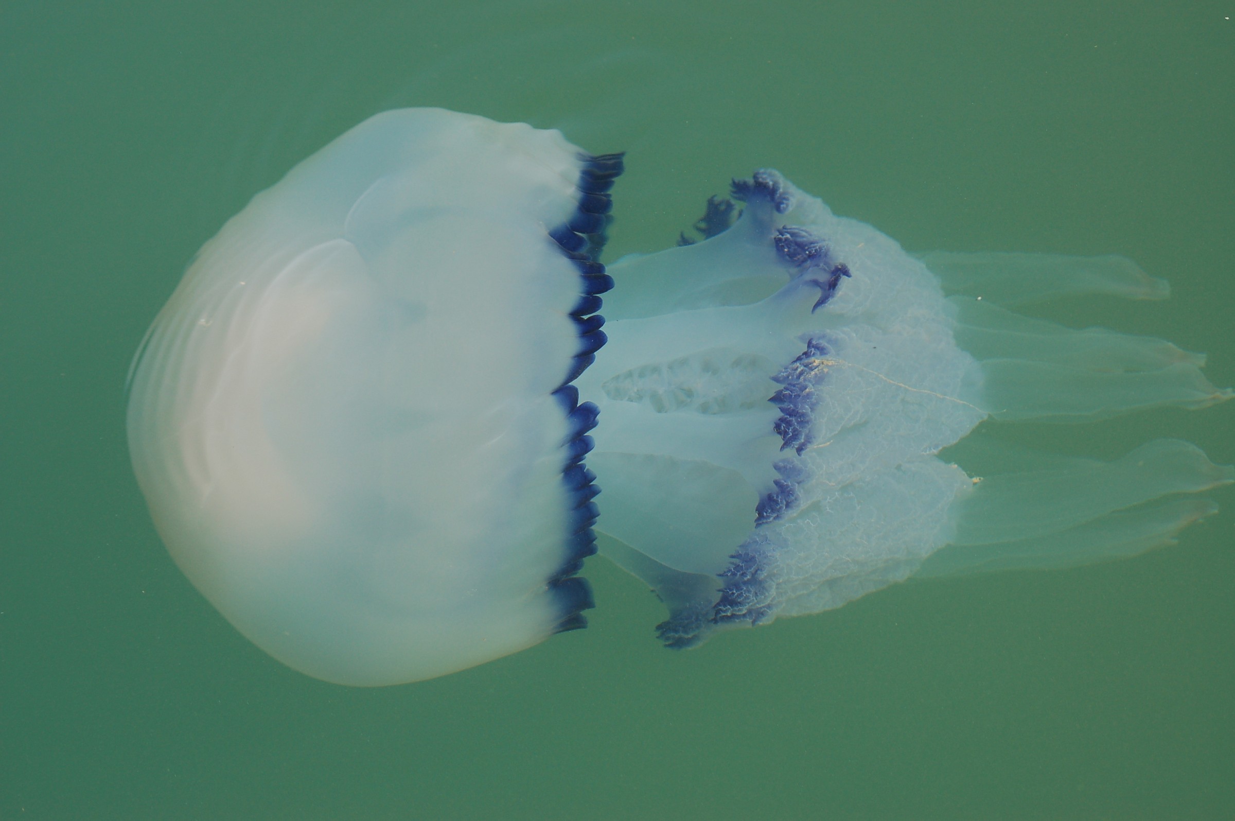 Voleva farsi fotografare!