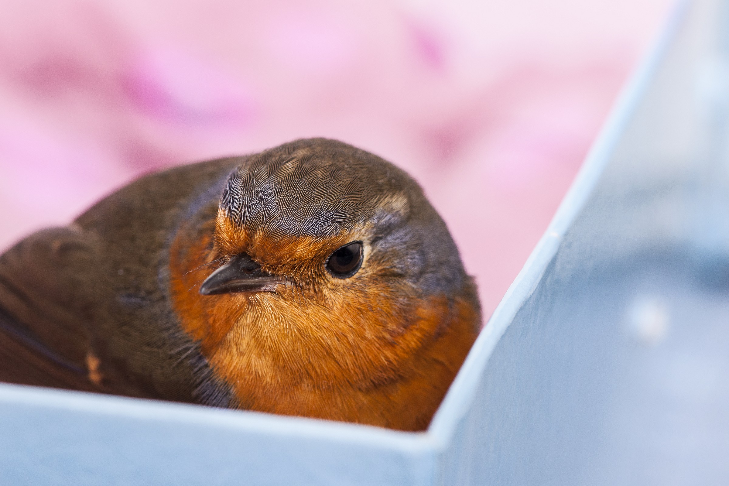 ...prossimo al rilascio!!!