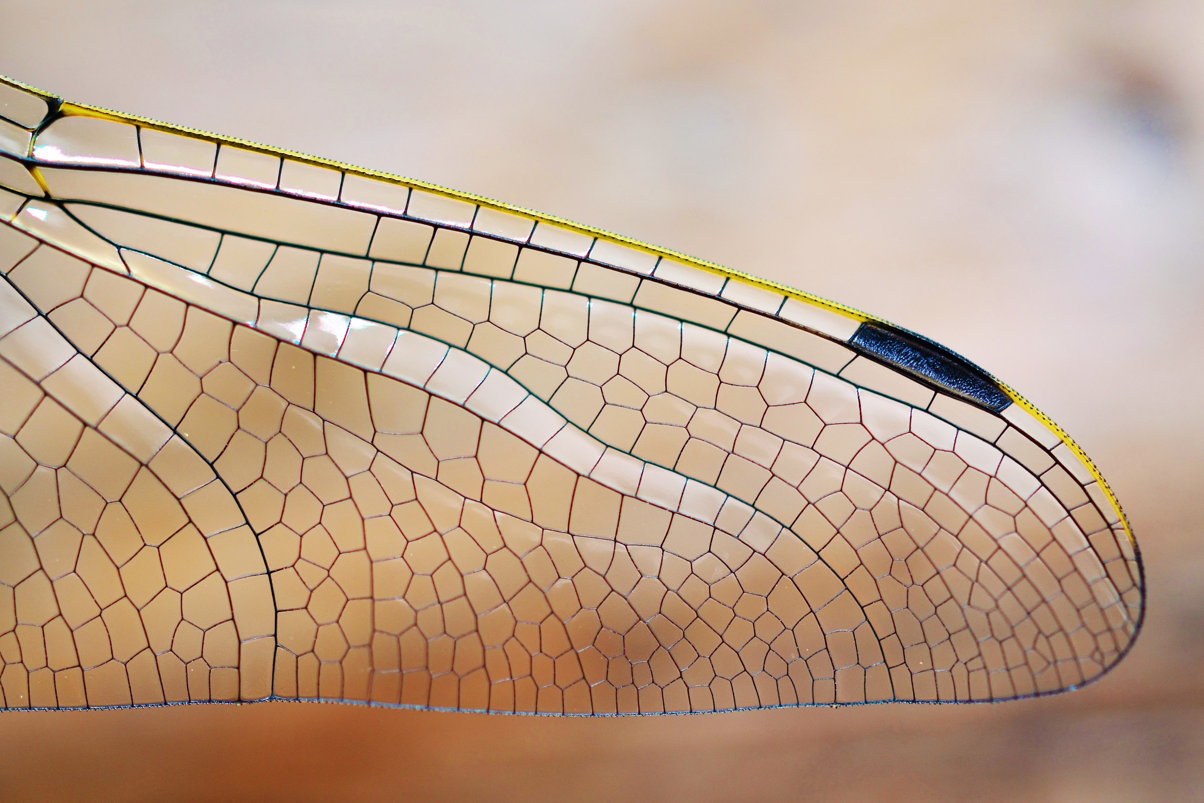 Dragonfly's wing
