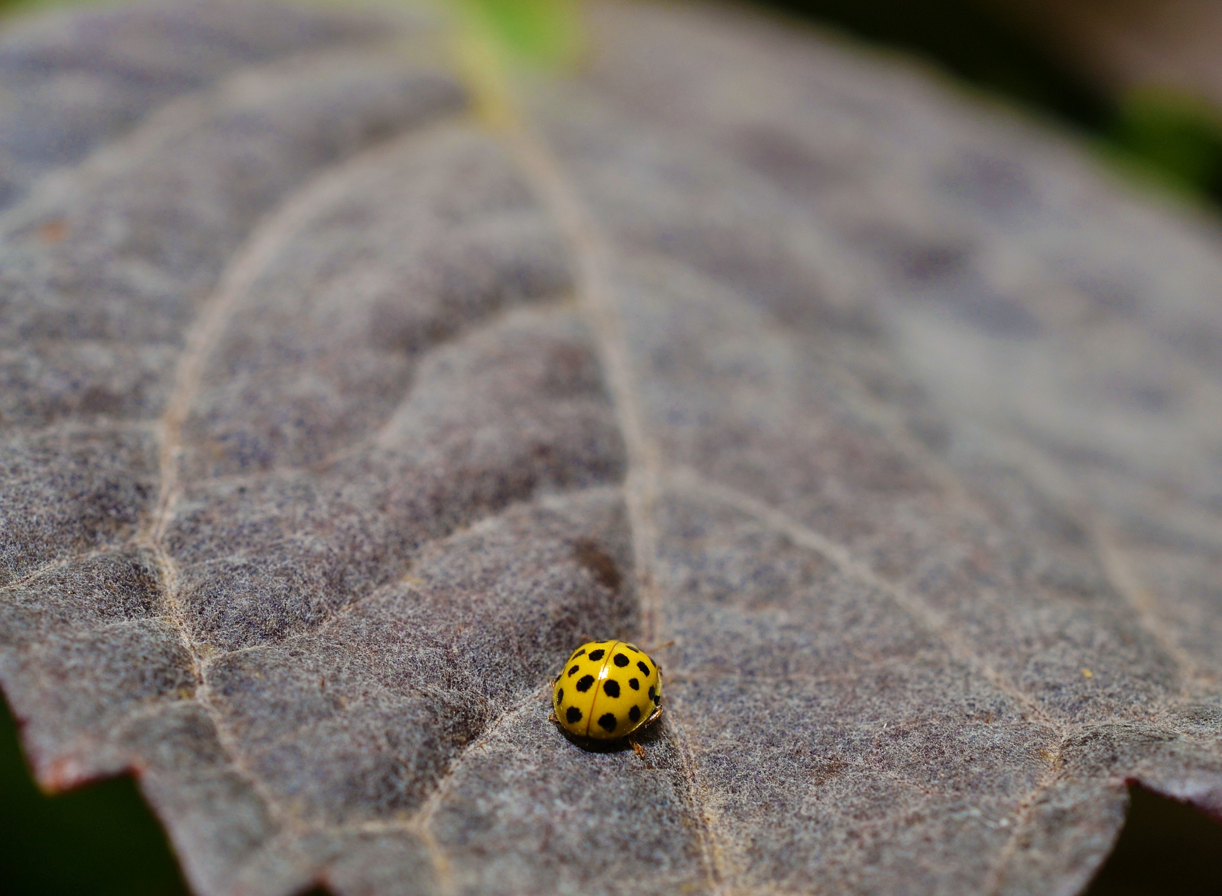 L'immenso davanti a se