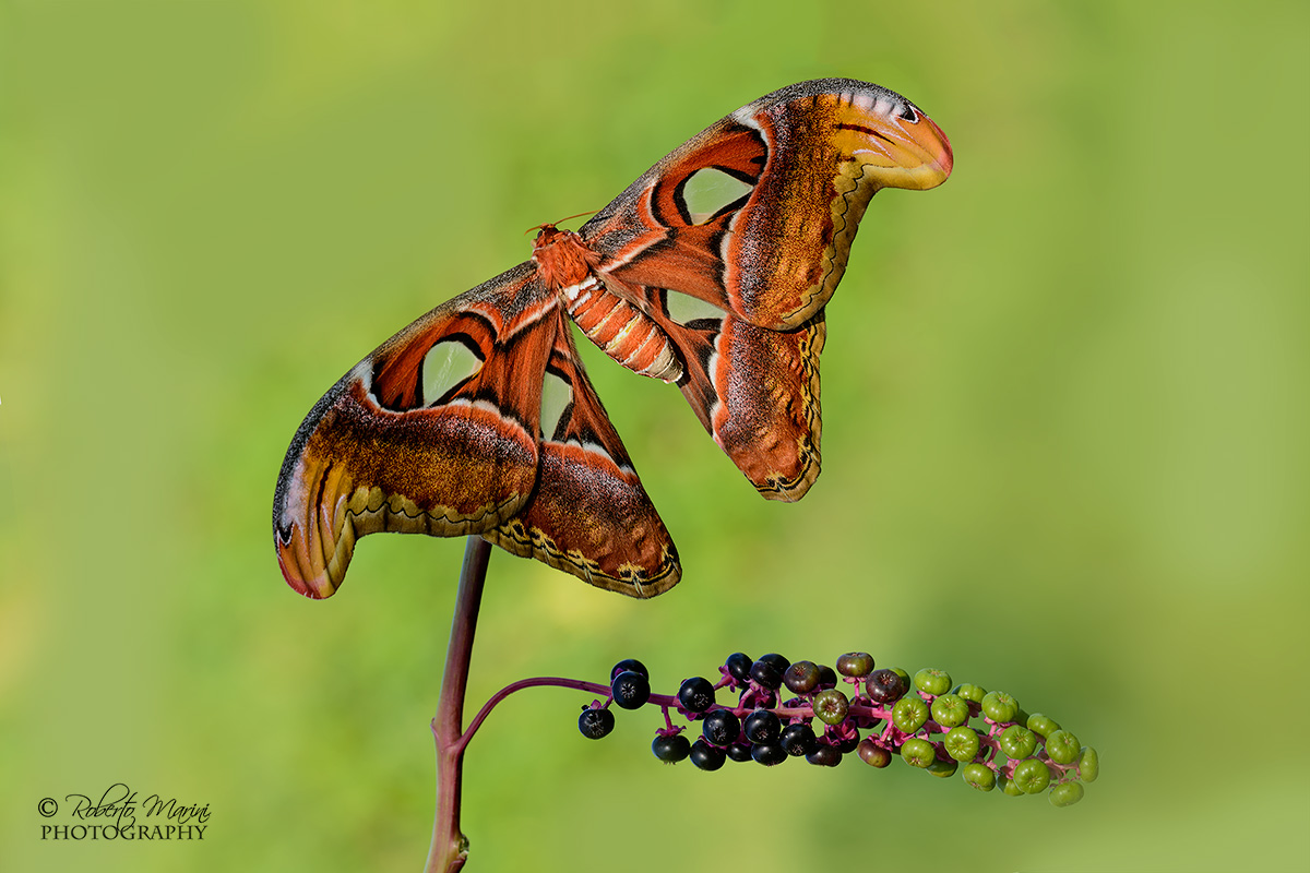 Farfallone (Attacus Atlas)