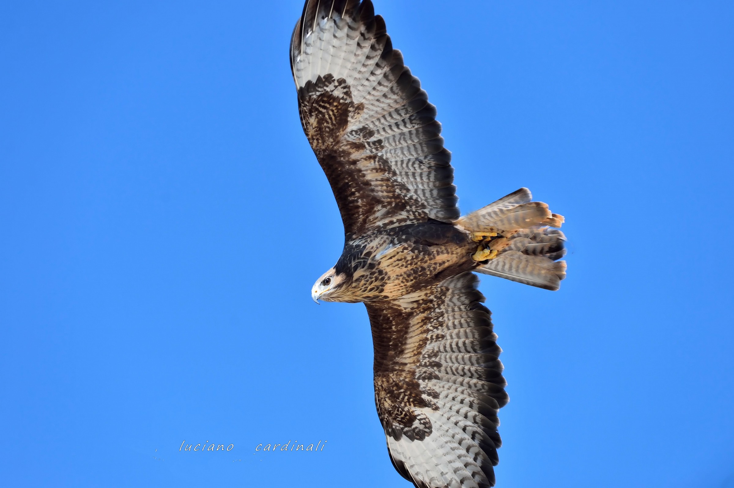 buzzard