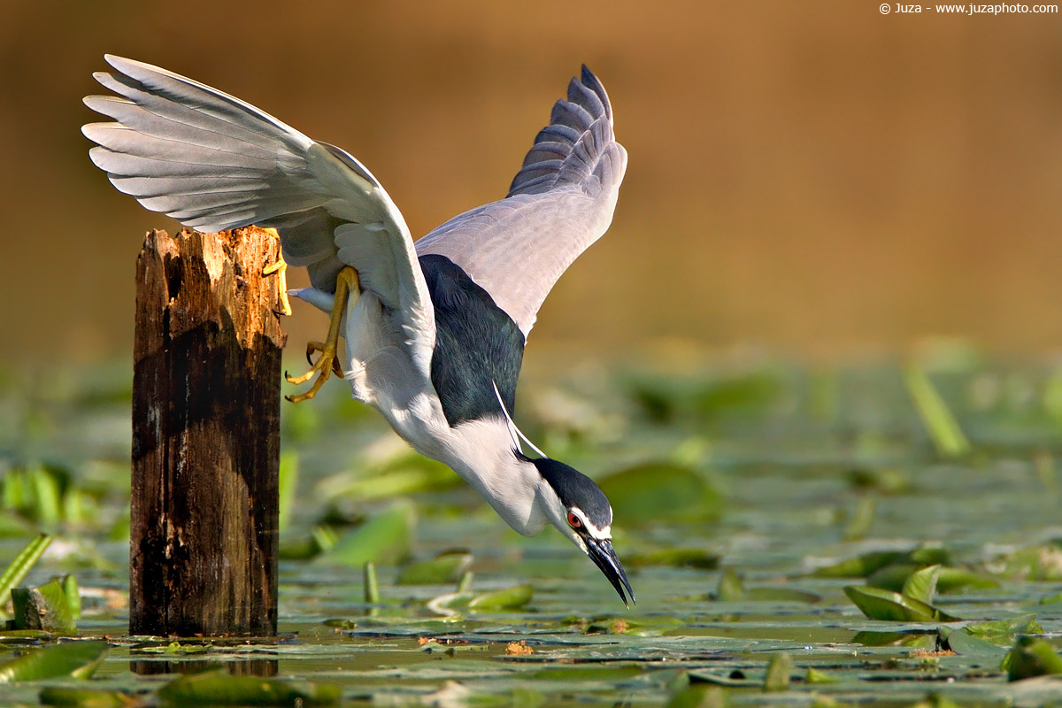 Nycticorax nycticorax (Nitticora), 002561