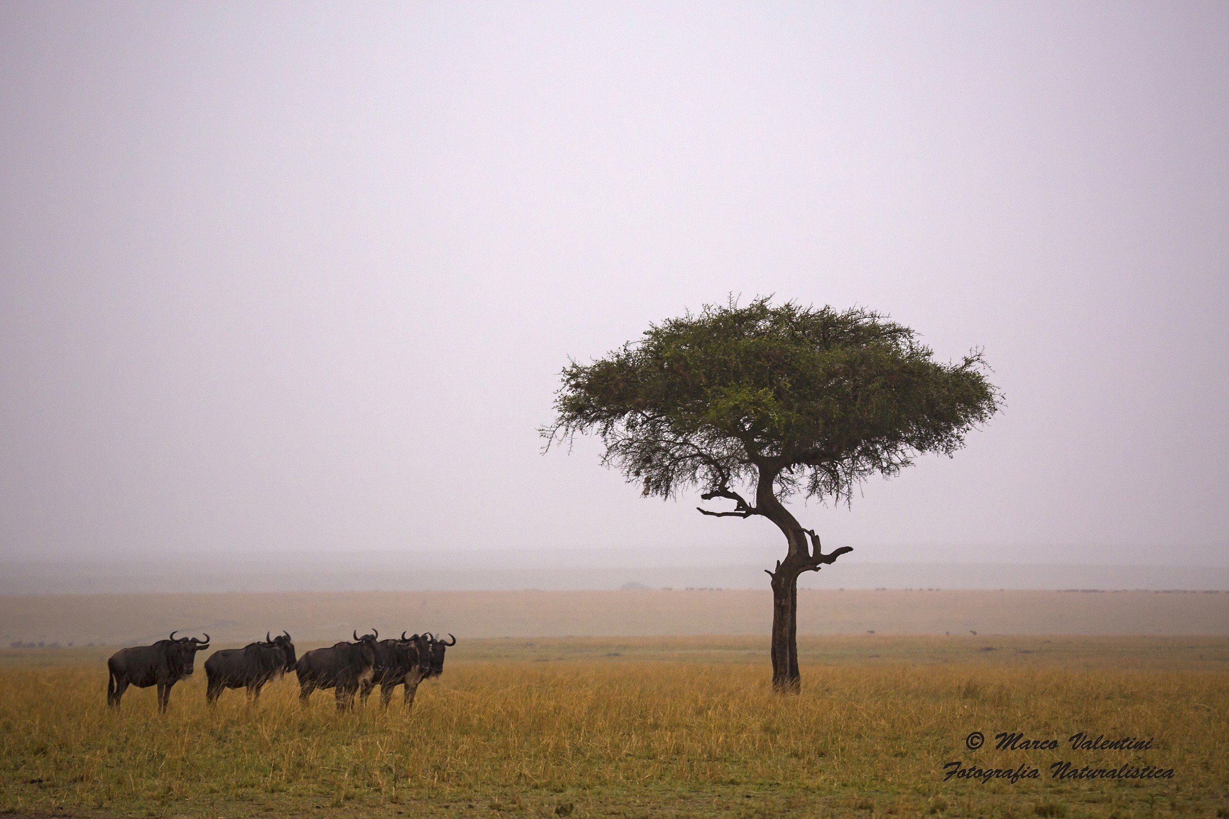 Metafisica della pioggia