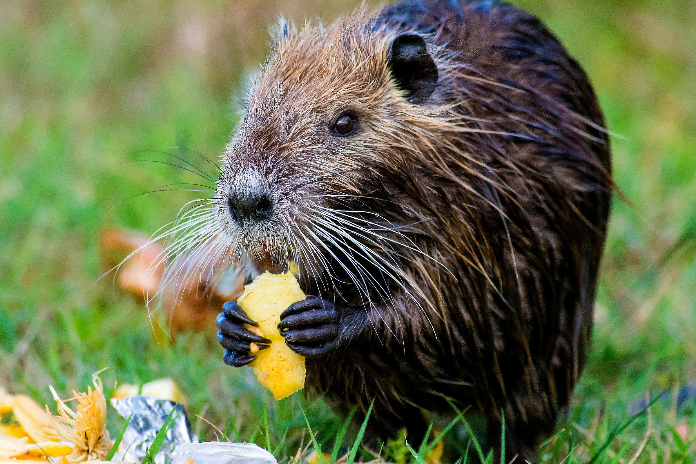 The meal of Nutria