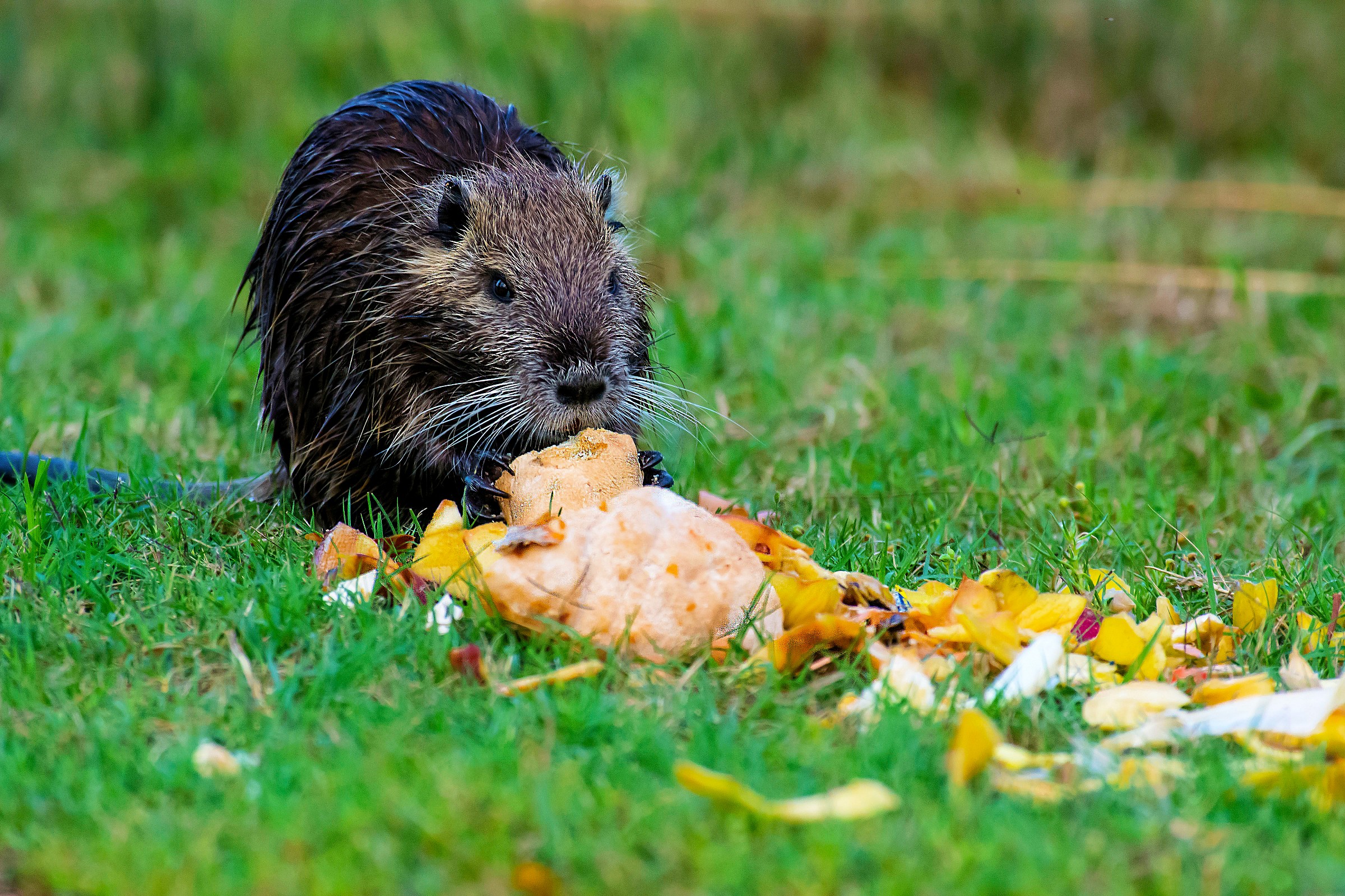 The meal of Nutria