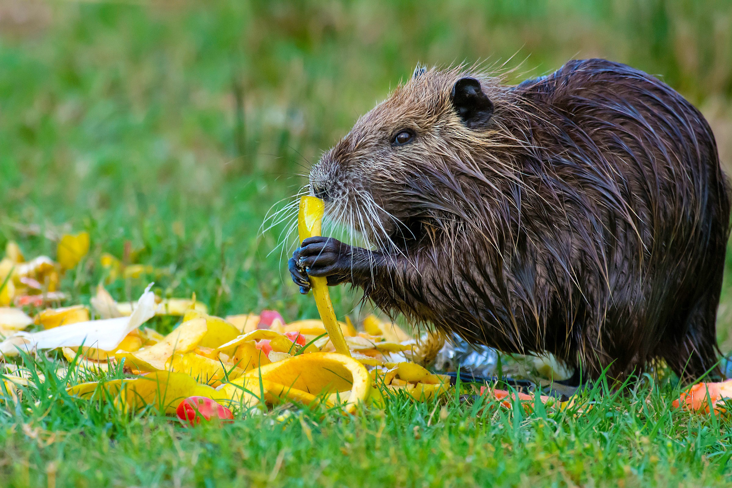 The meal of Nutria
