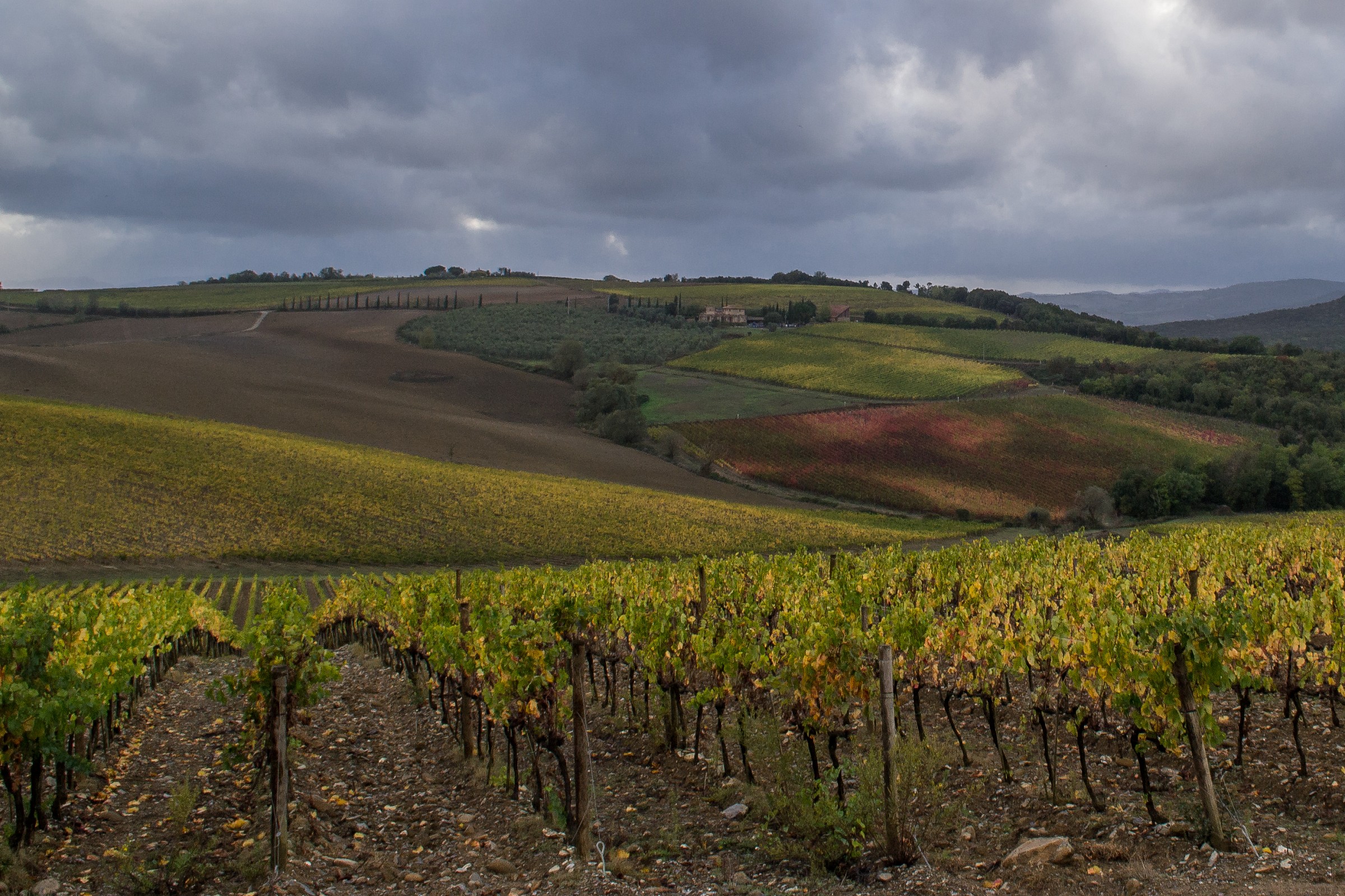 Le terre del Brunello
