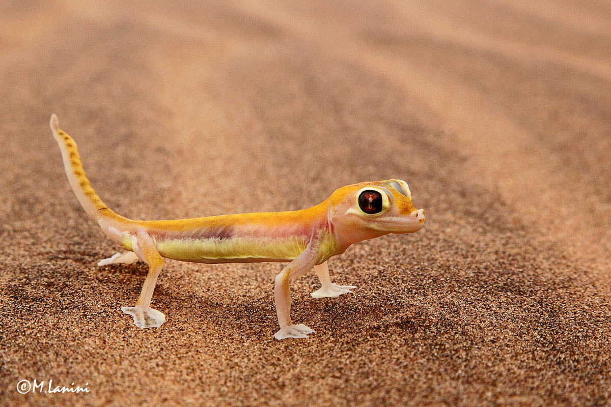 Geco palmato(Palmatogekko rangei ),