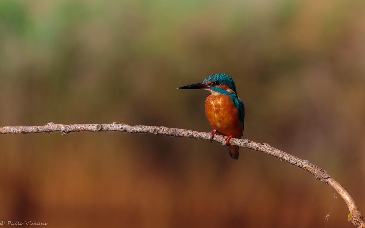 Kingfisher
