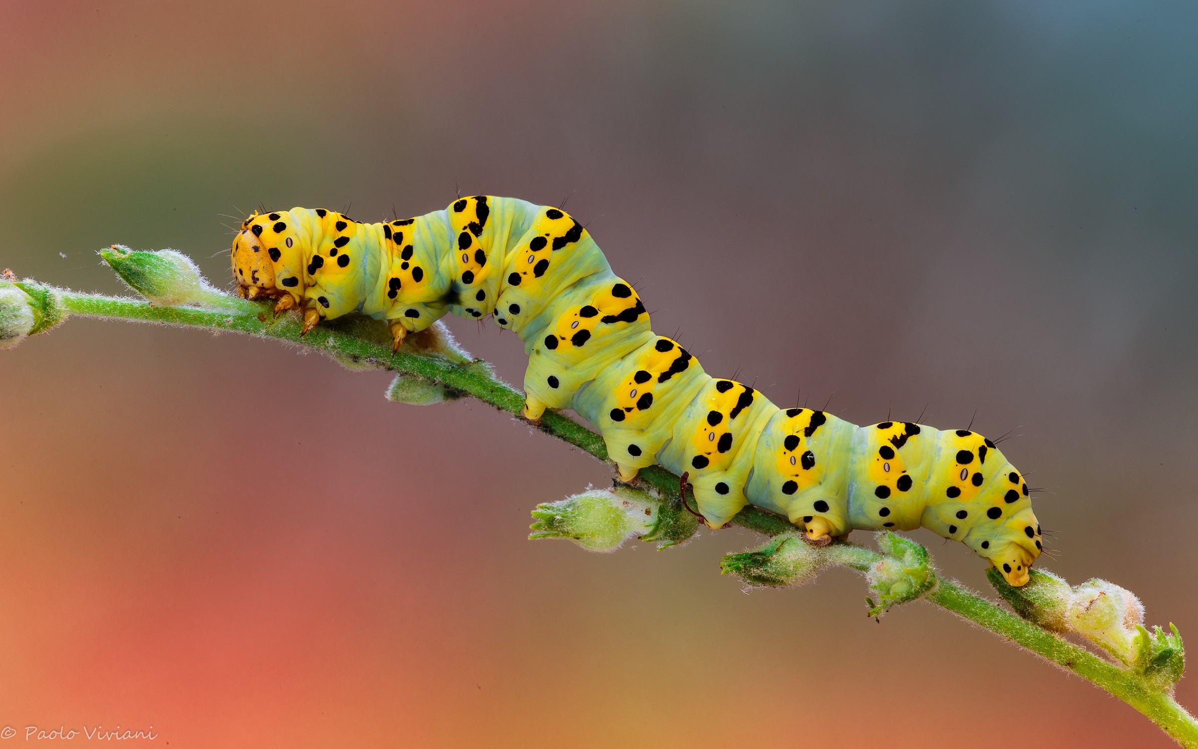 Bruco cucullia del verbasco