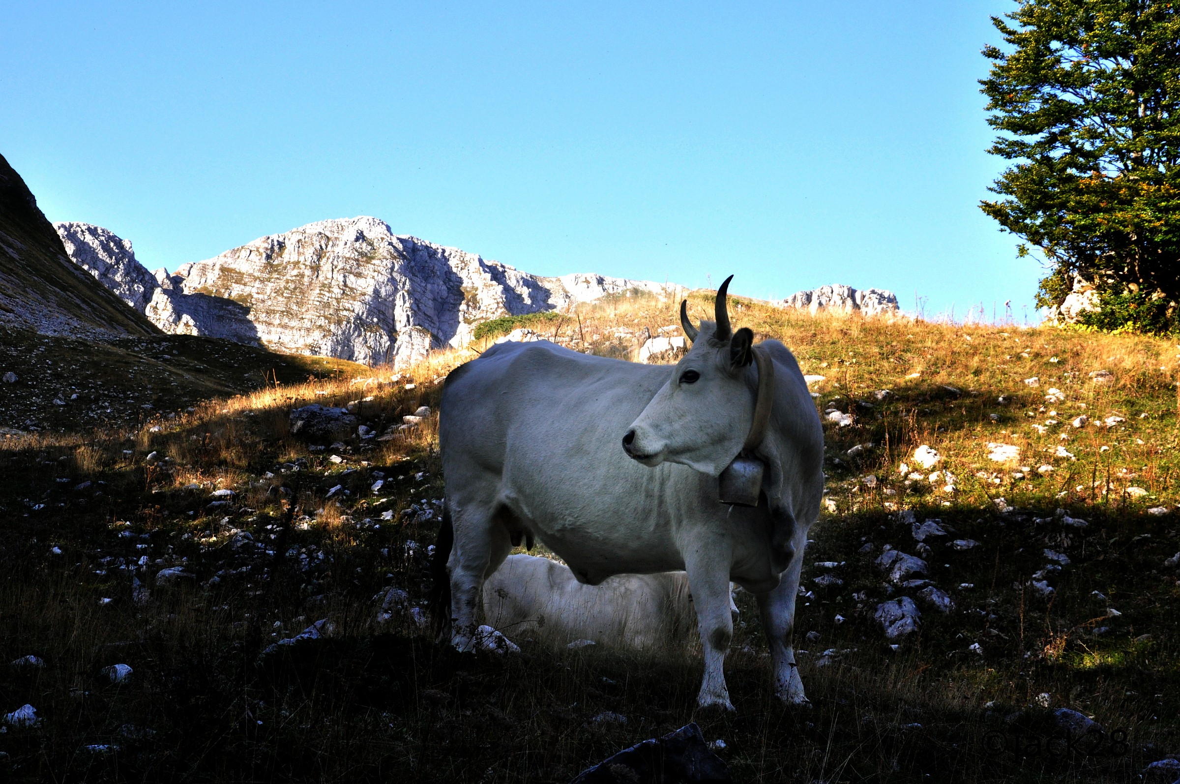 High altitude pasture