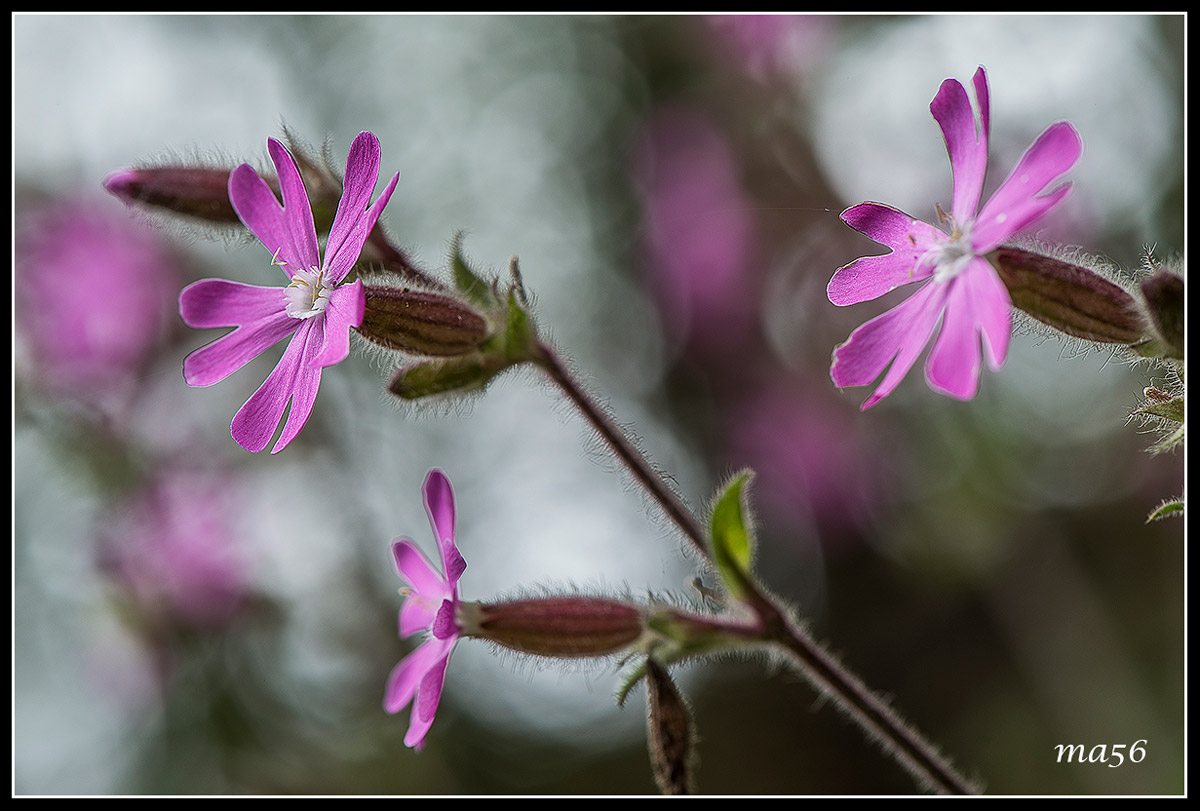 Silene dioica
