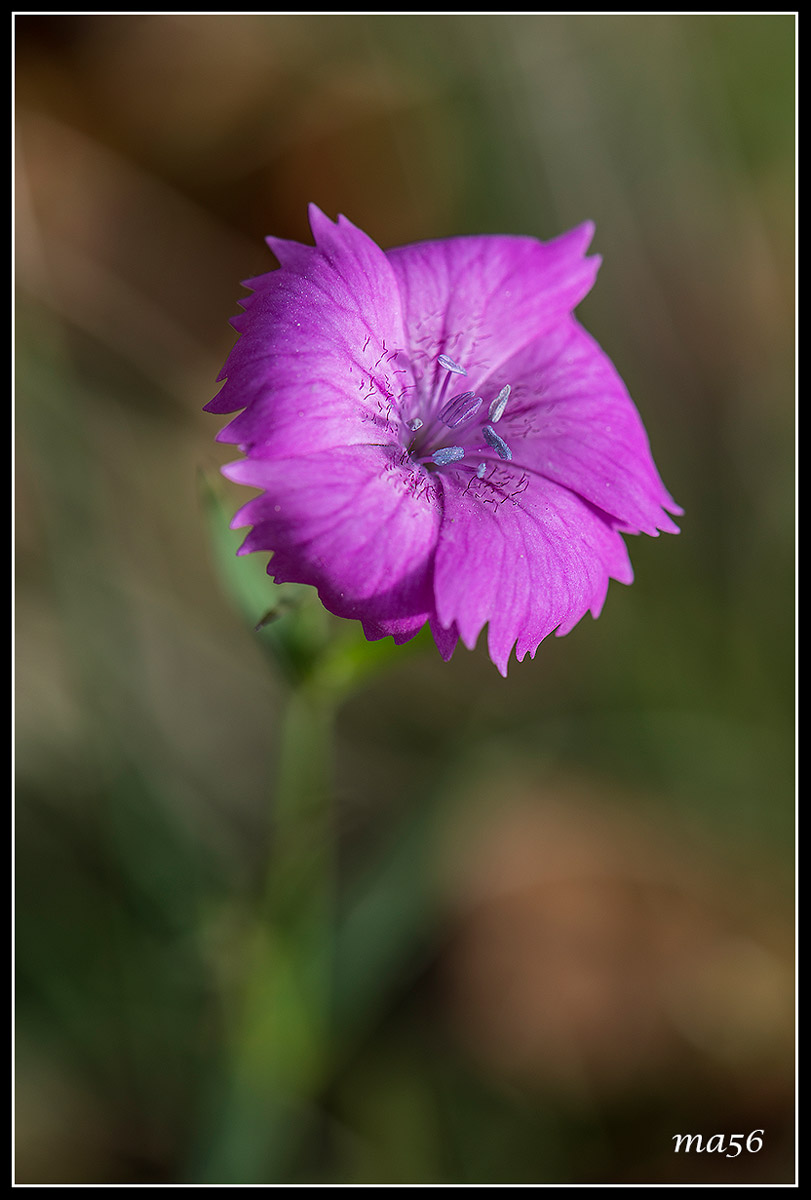 Dianthus seguieri