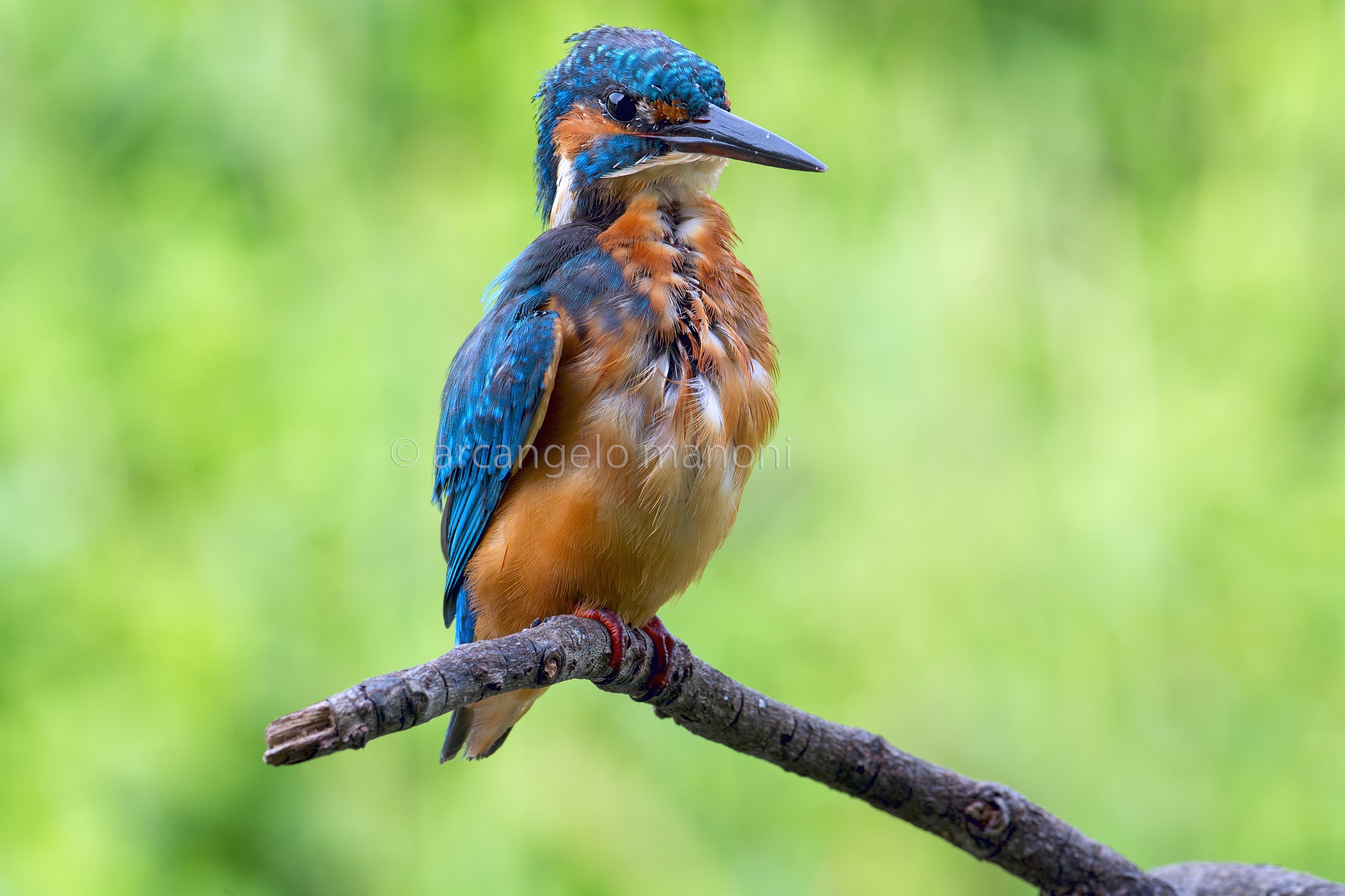 Sorry for the 'clothing but they are dumb!