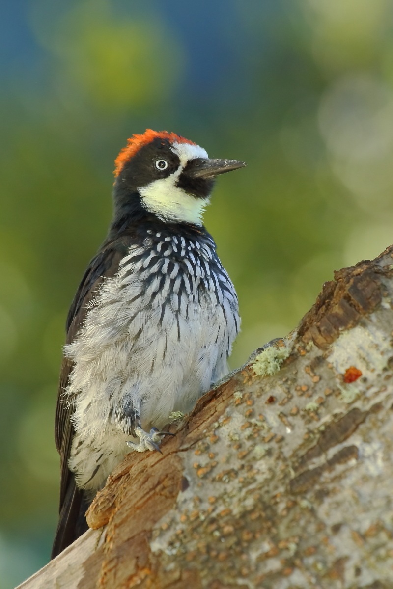 Picchio delle ghiande