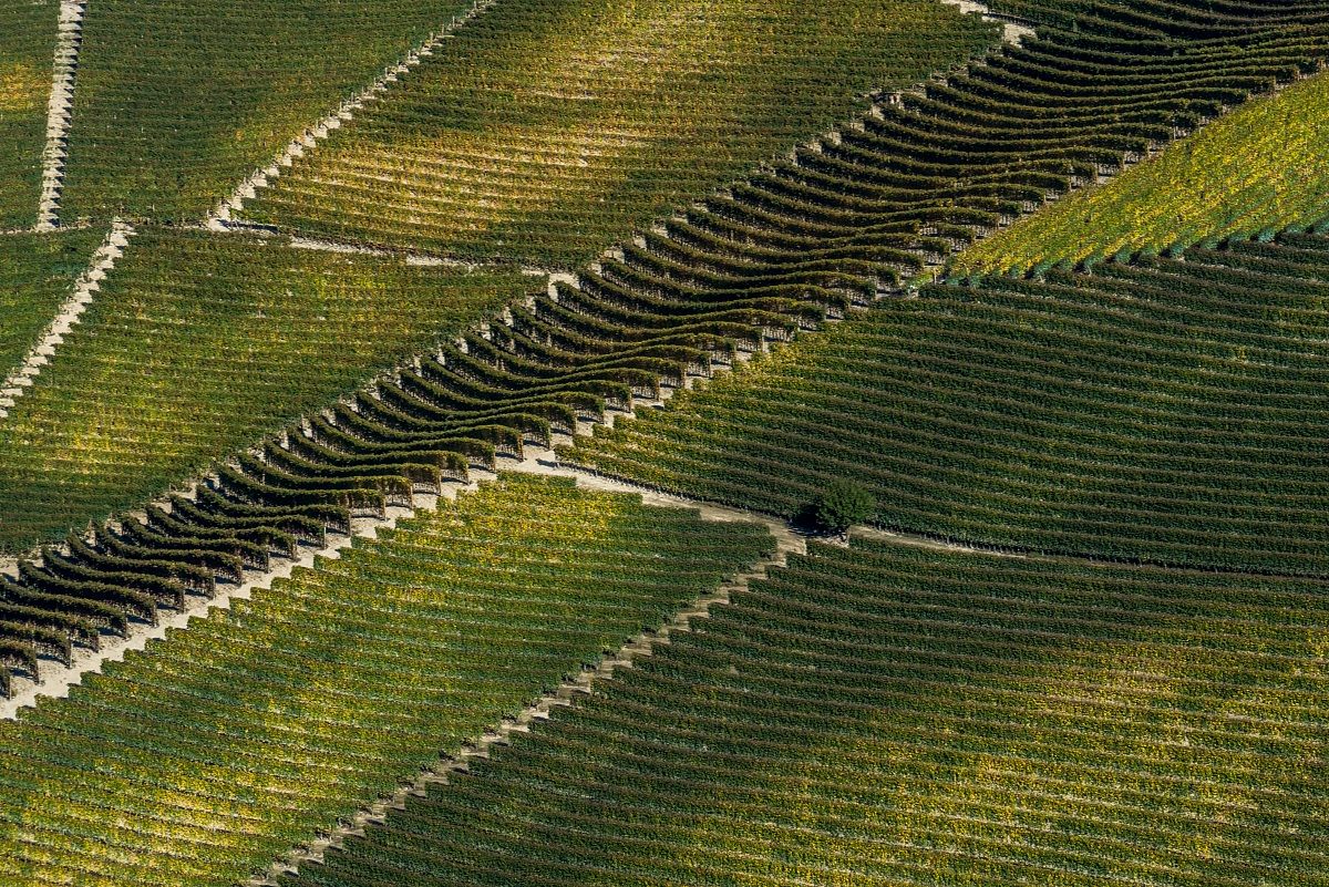 Geometrie impressioniste in Langa