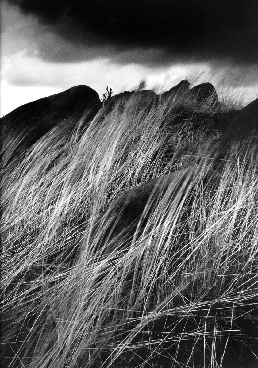 Gigante sul scarafaggi