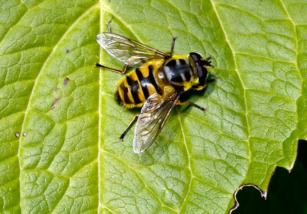 Hover fly