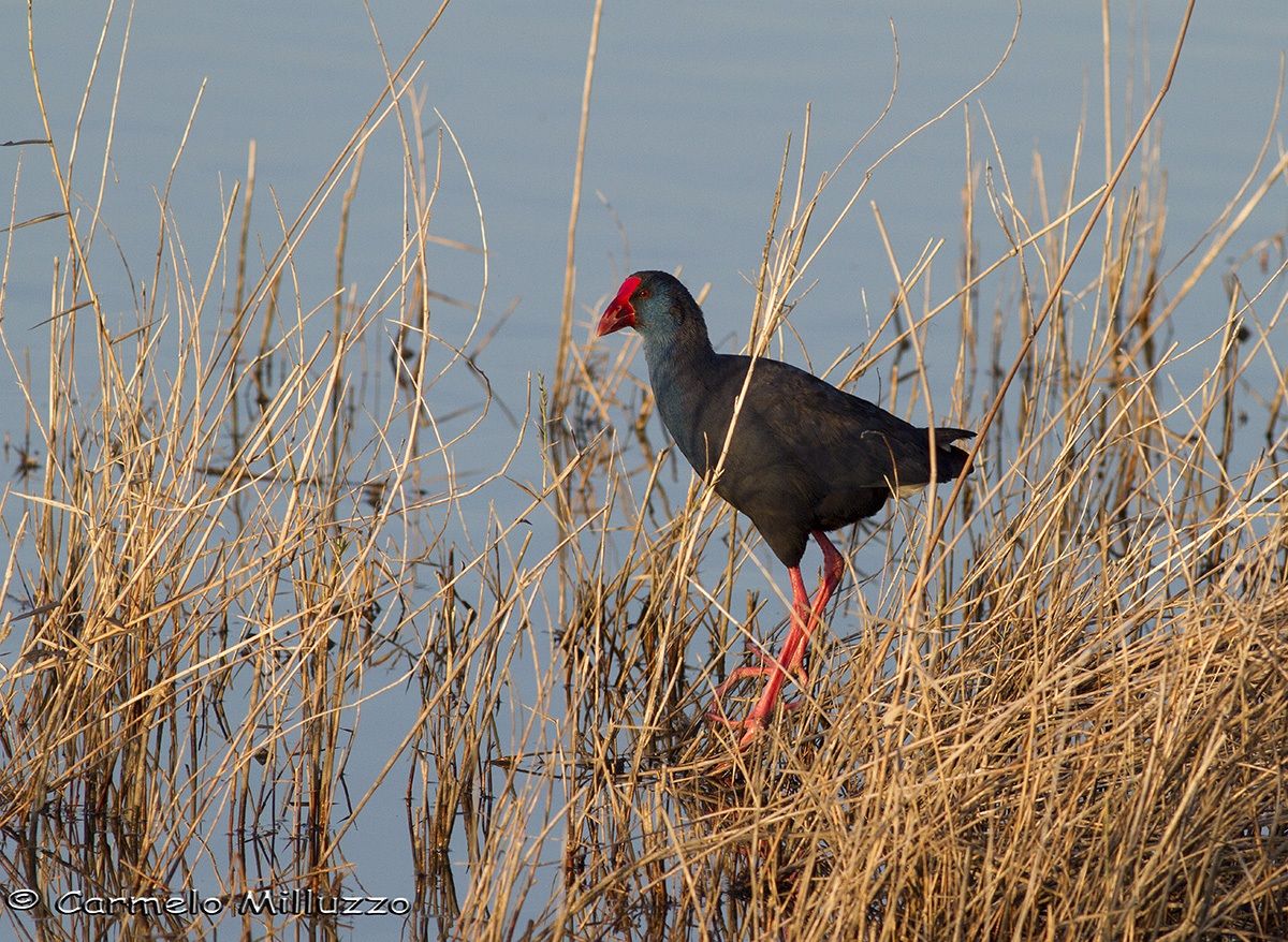 Pollo sultano al tramonto
