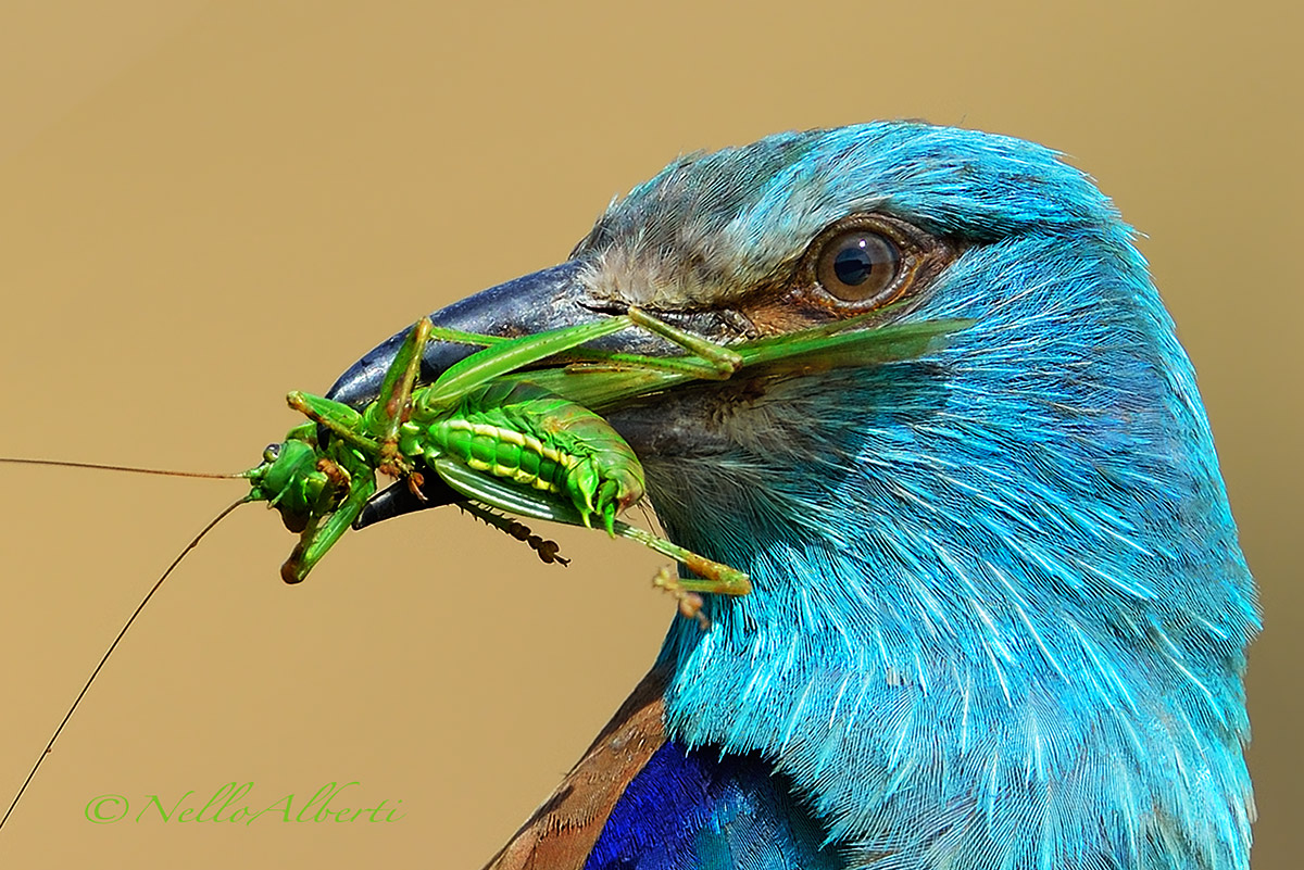 European Roller! Especially a whole topic!