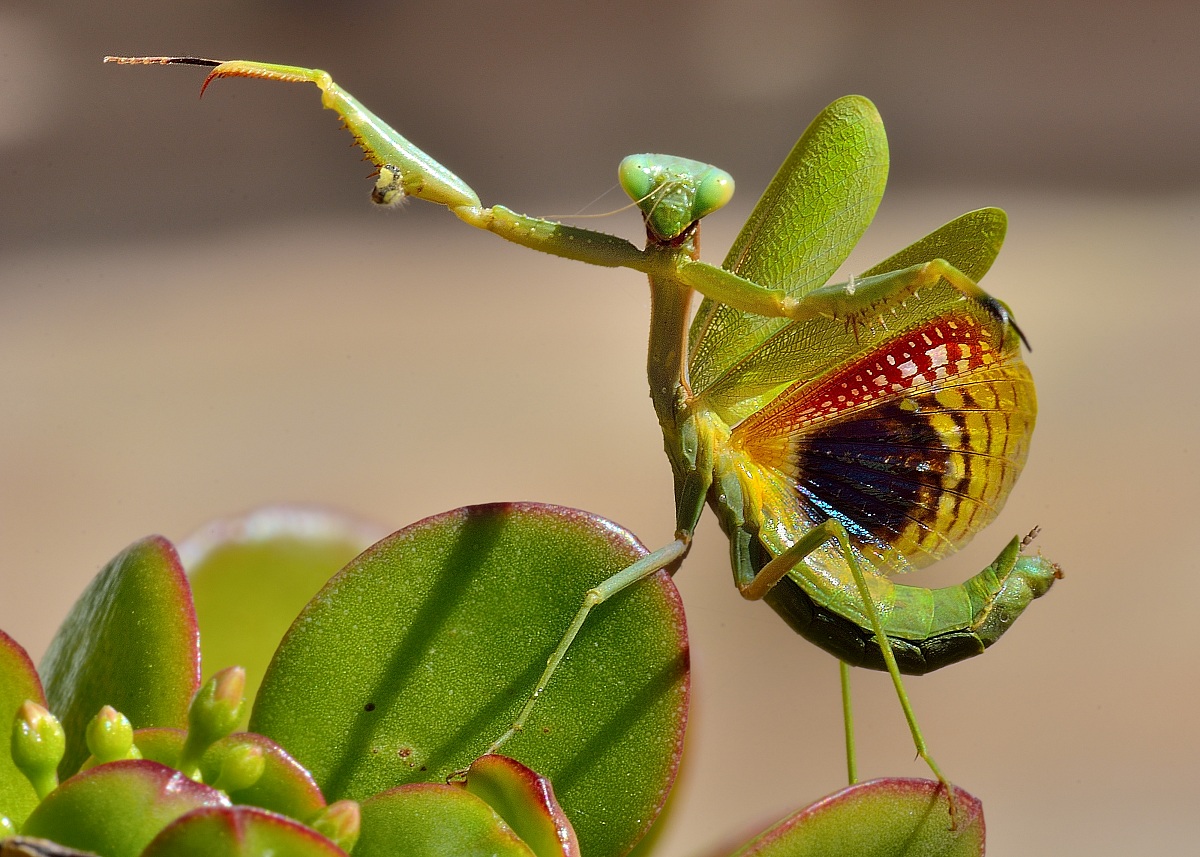 Mantis threat posture (Iris oratoria)