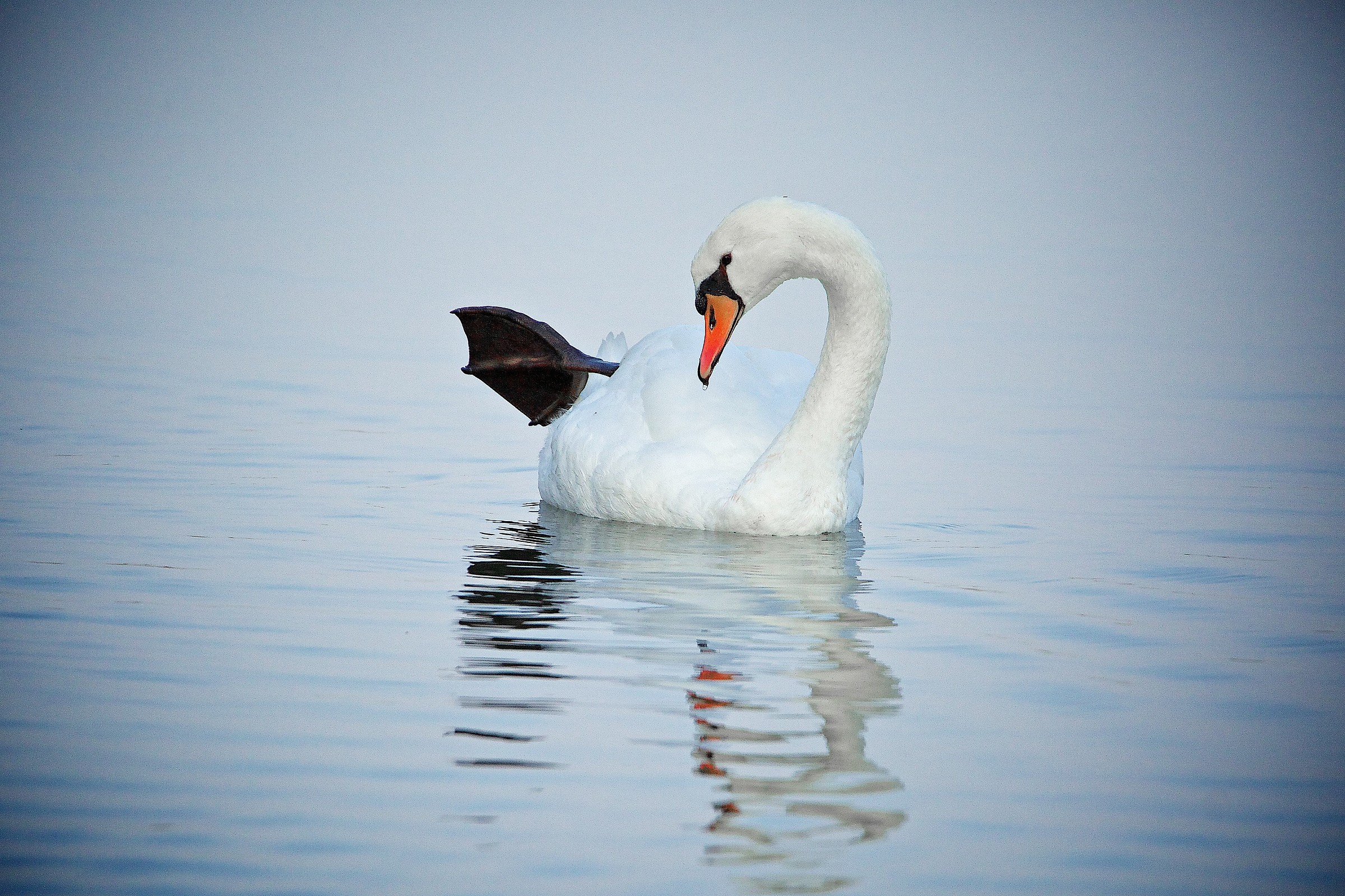 Swan#5