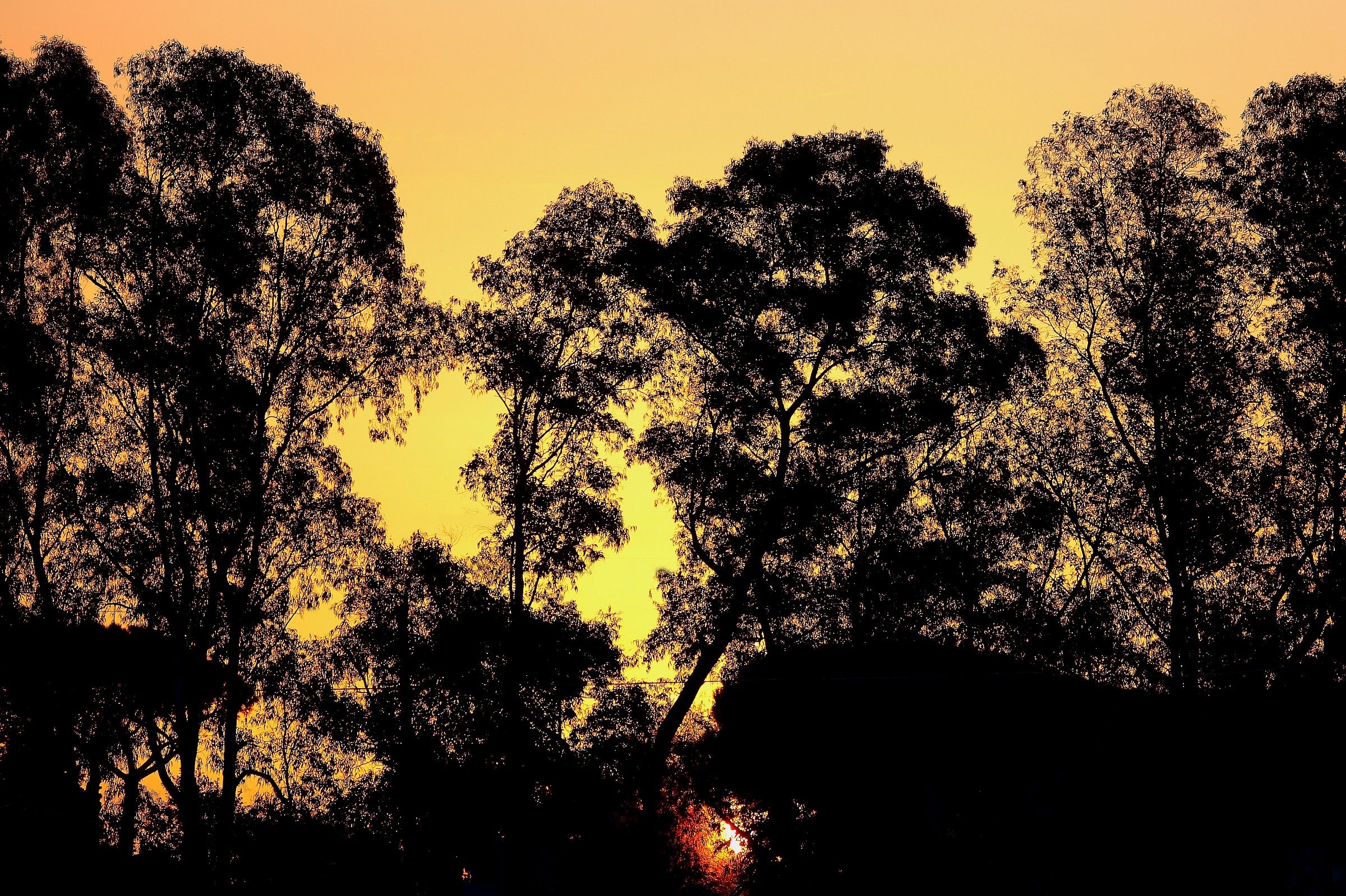 Crescent Dawn on eucalyptus