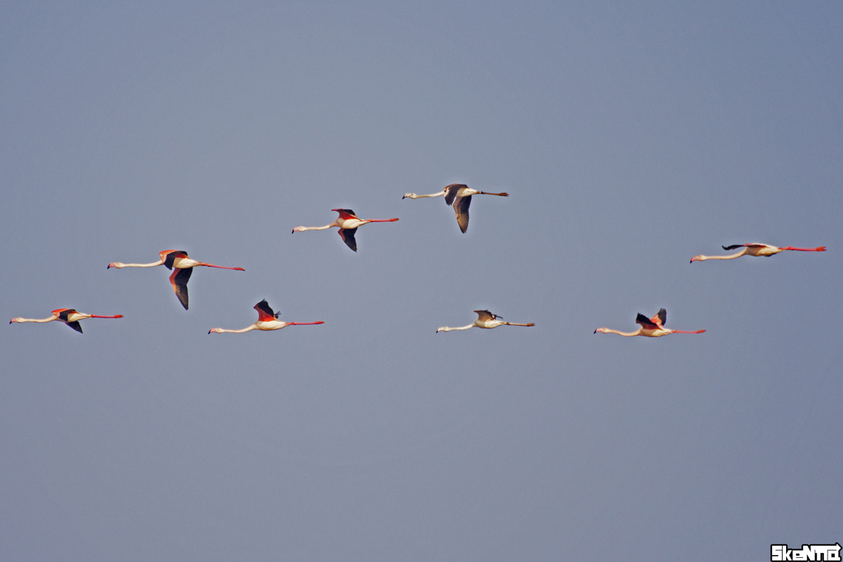 Swarm of Flamingos